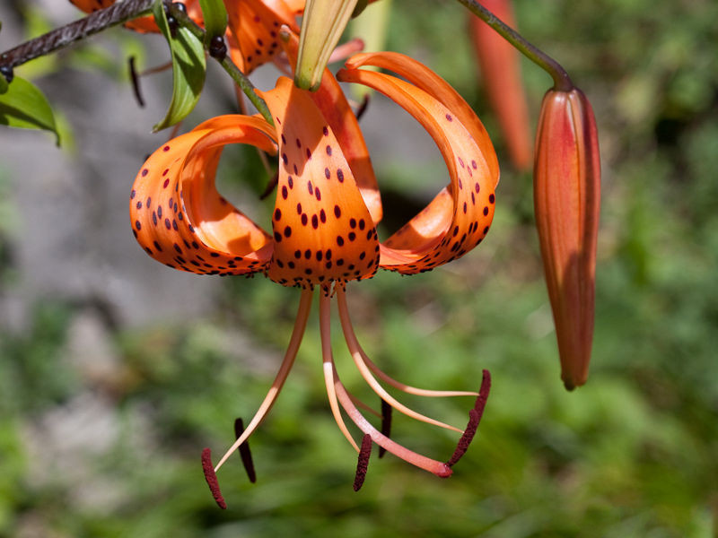 Lilium_lancifolium