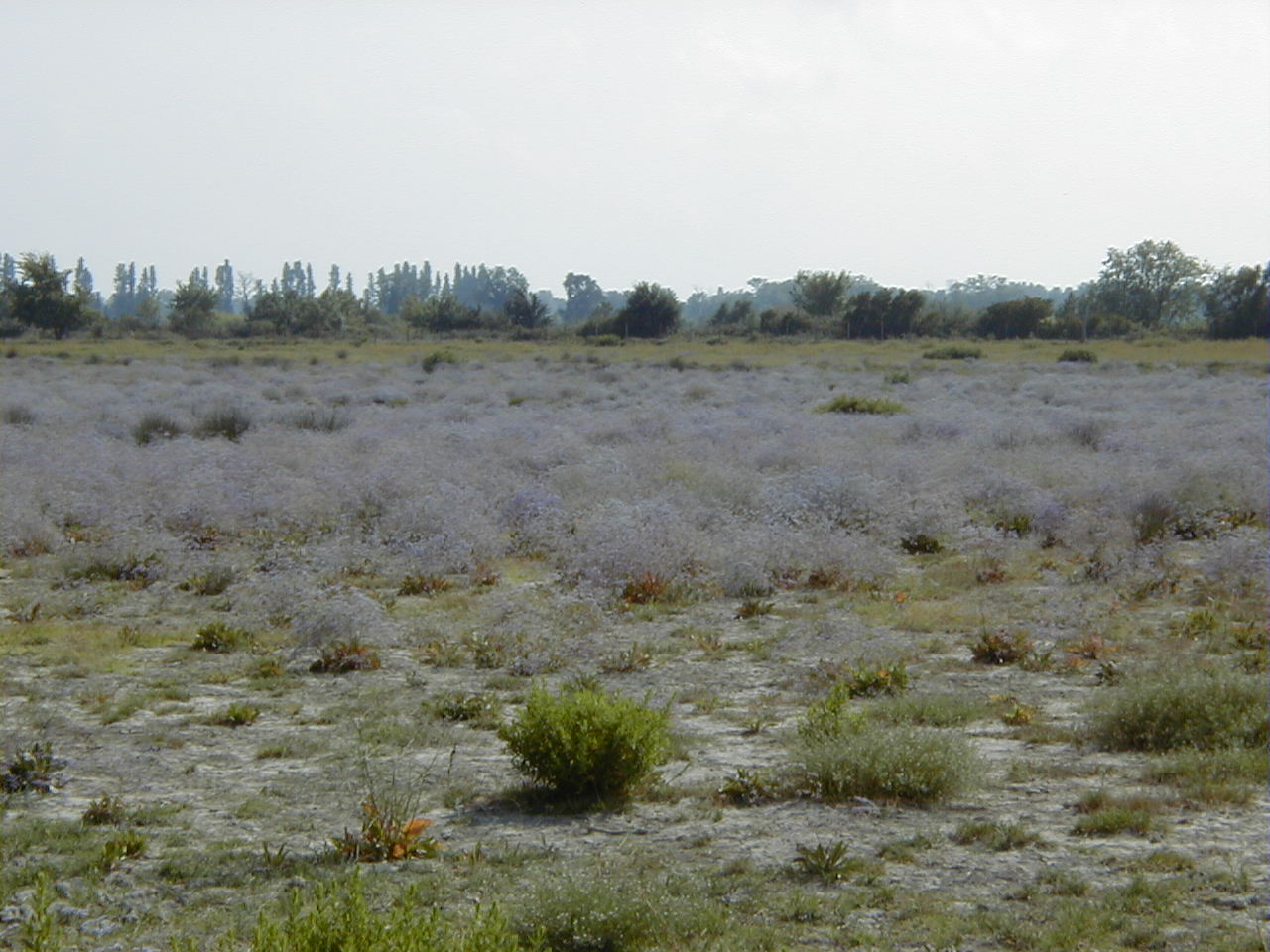 Afficher le média limonium_narbonense1md limonium_narbonense1md