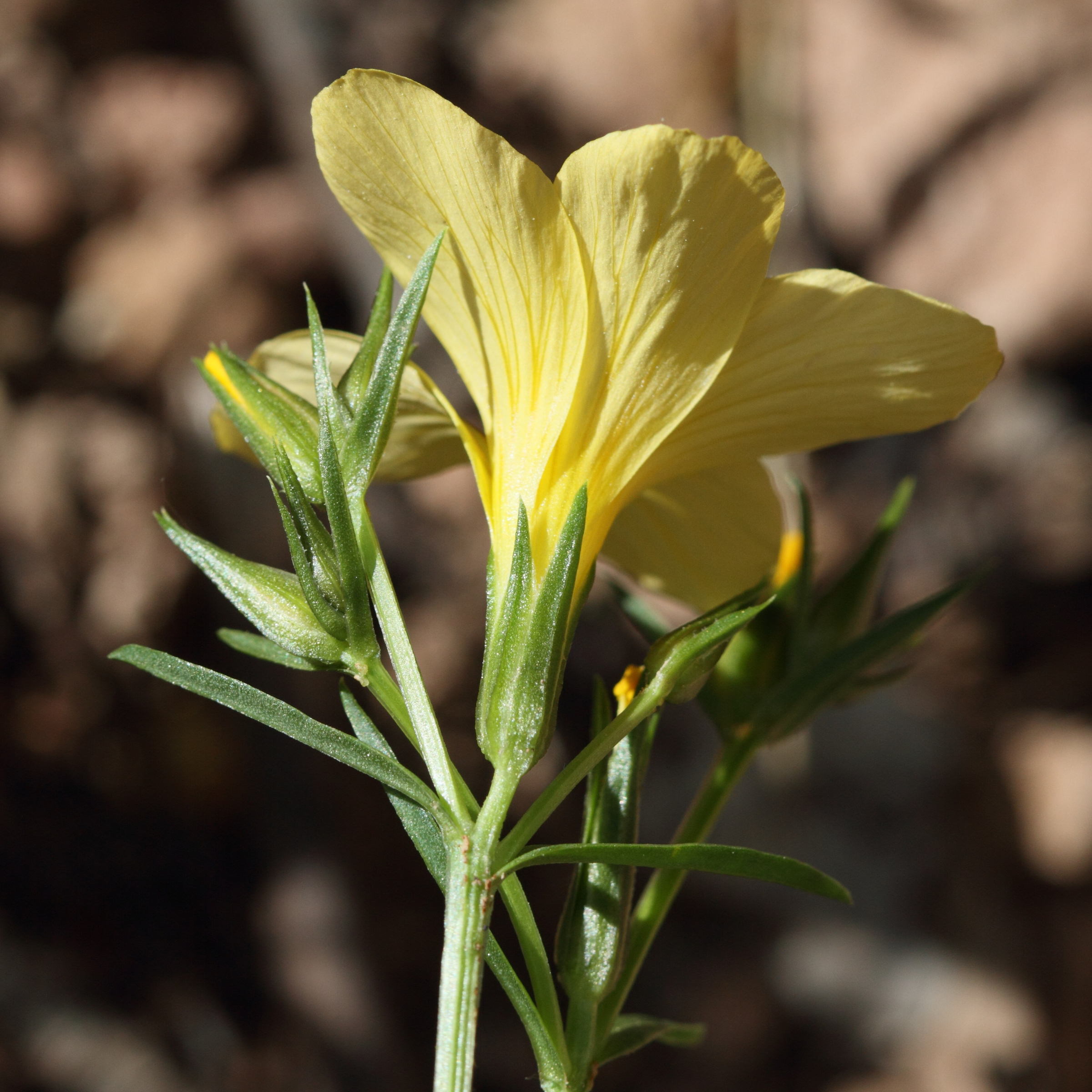 linum_campanulatum4bd