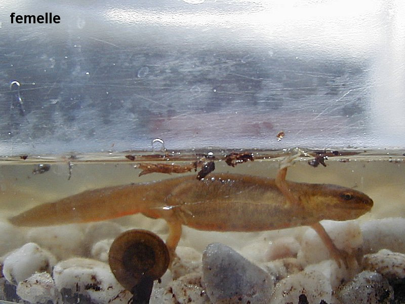 lissotriton_helveticus3md