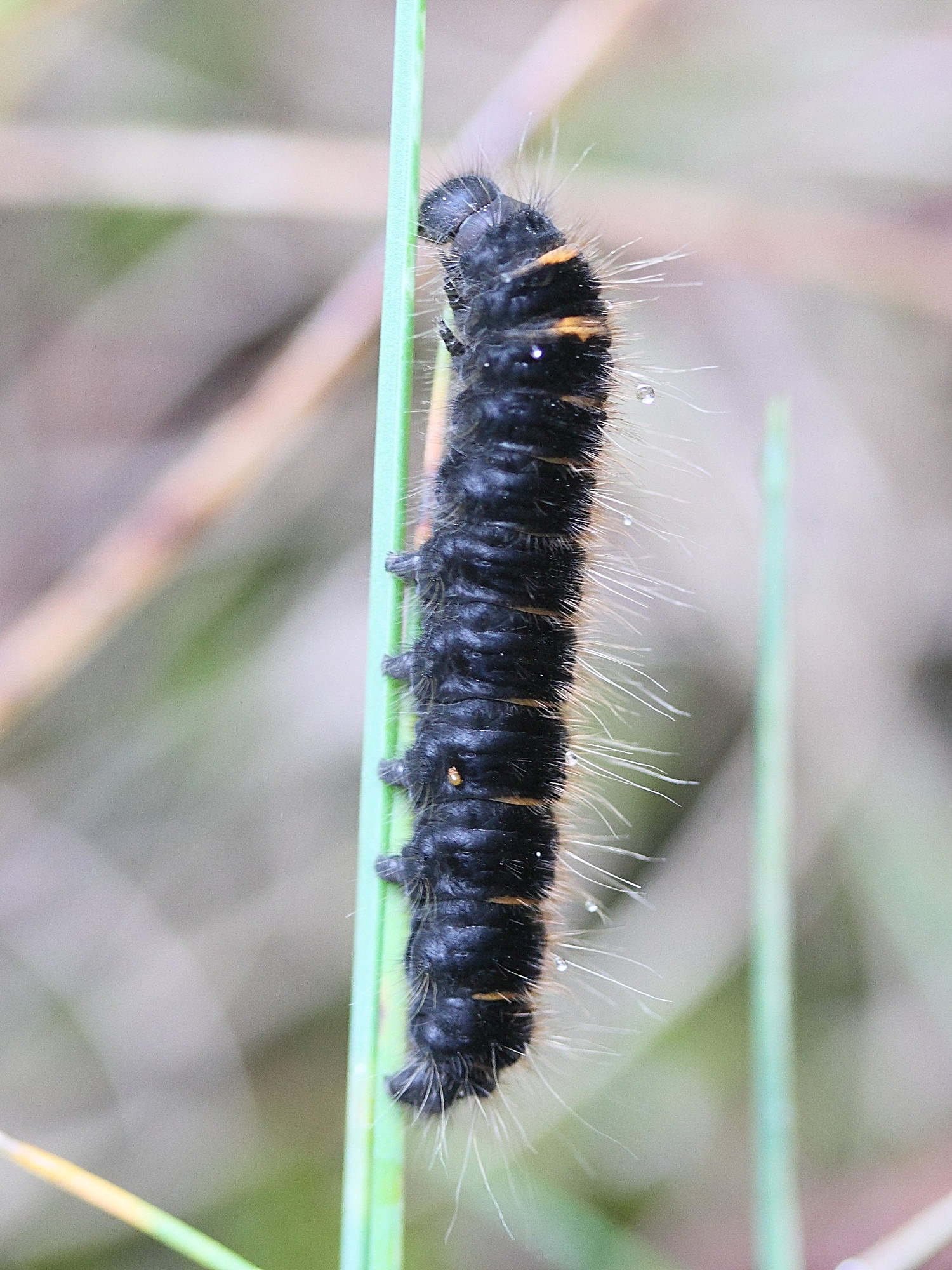 Afficher le média macrothylacia_rubi_ch2md macrothylacia_rubi_ch2md