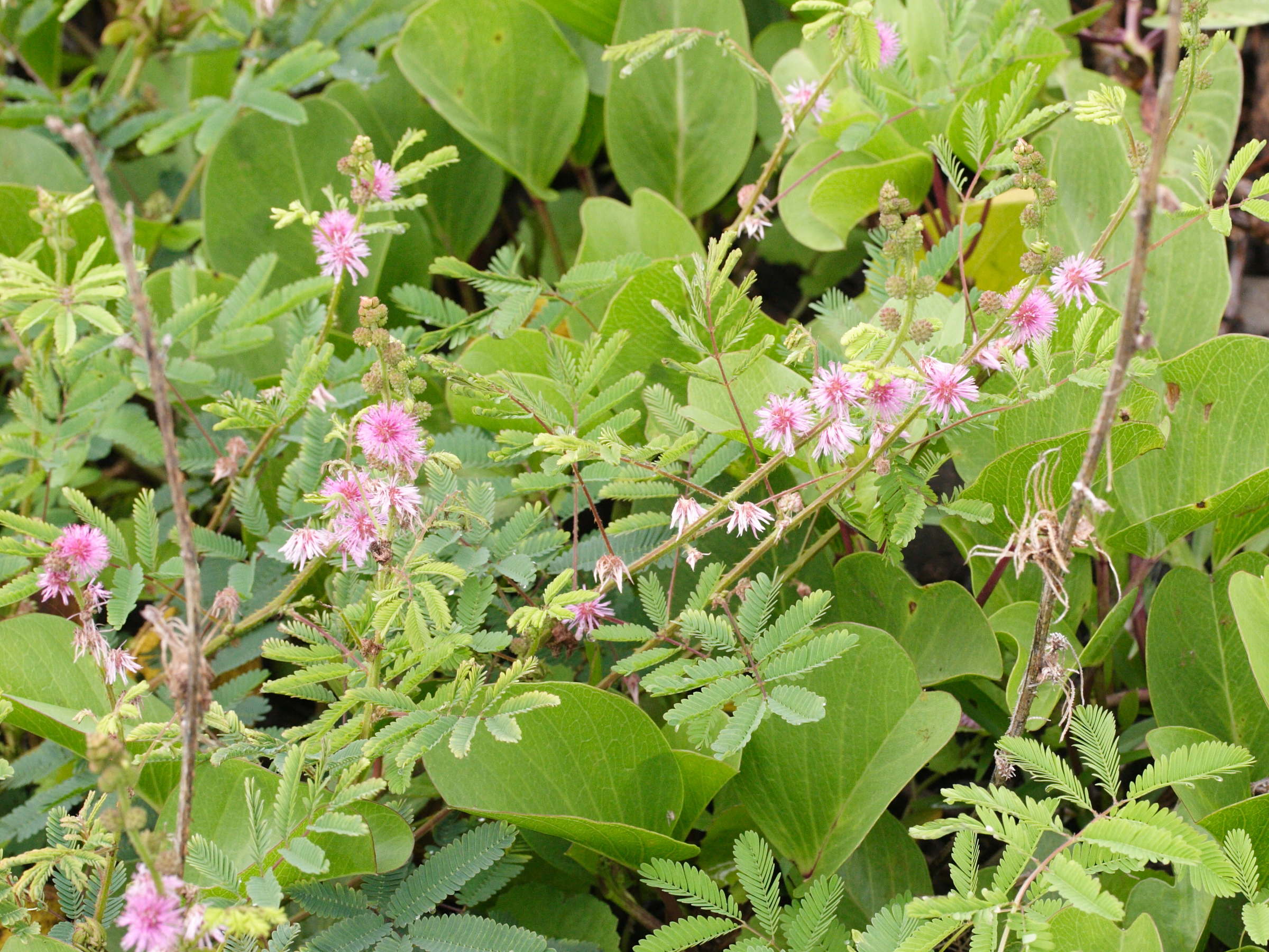 mimosa_diplotricha3md