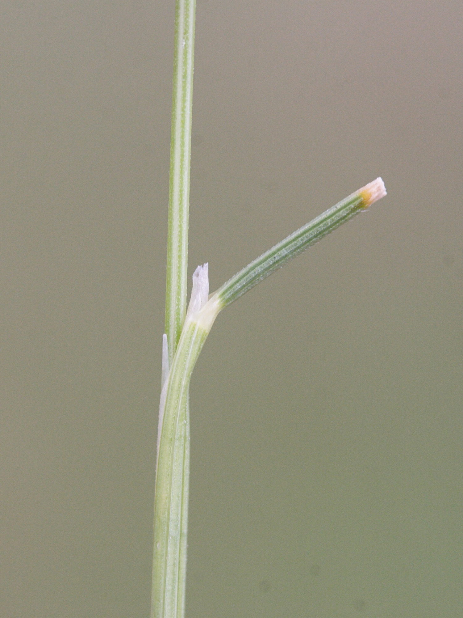 nardus_stricta4md