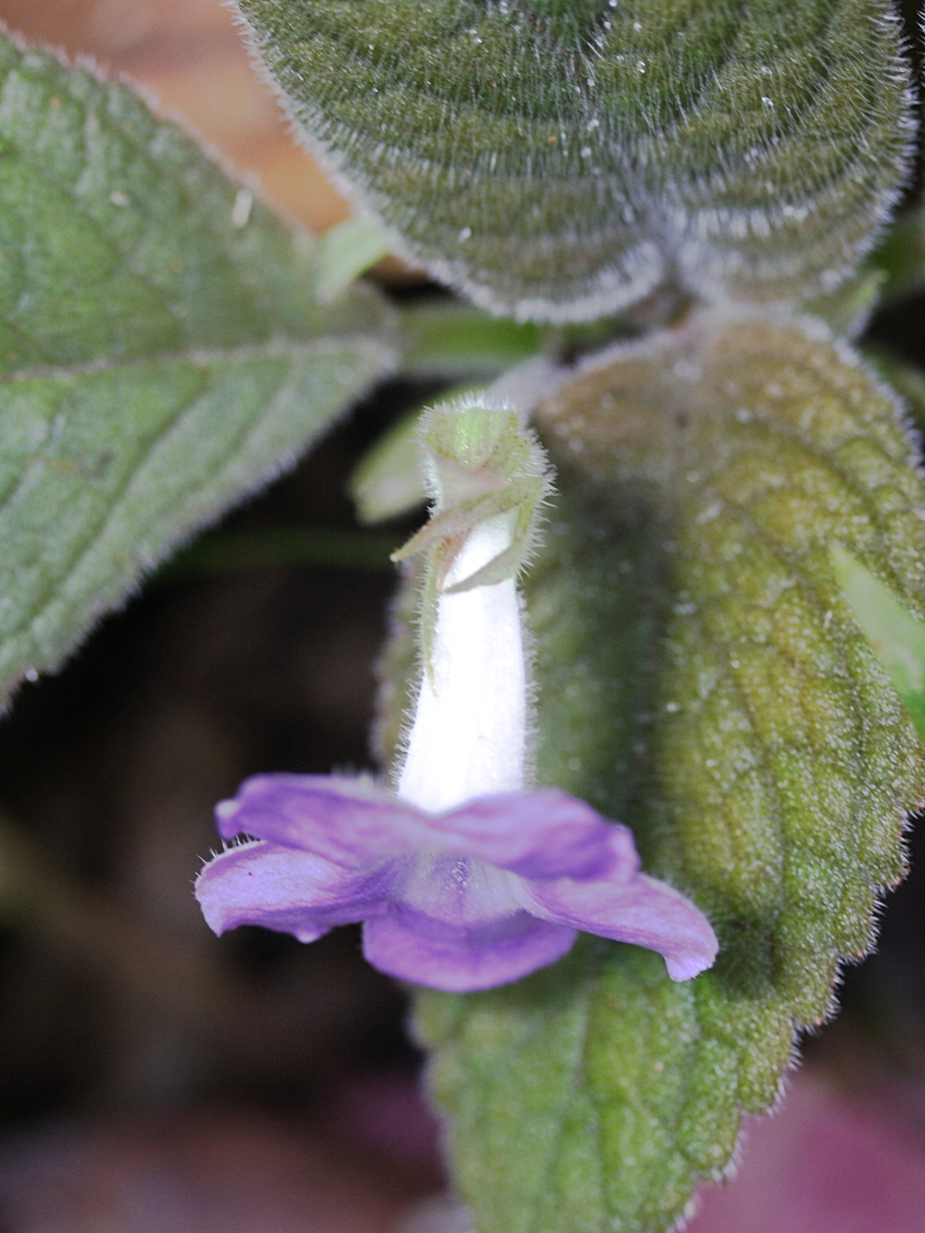 nautilocalyx_melittifolius4md