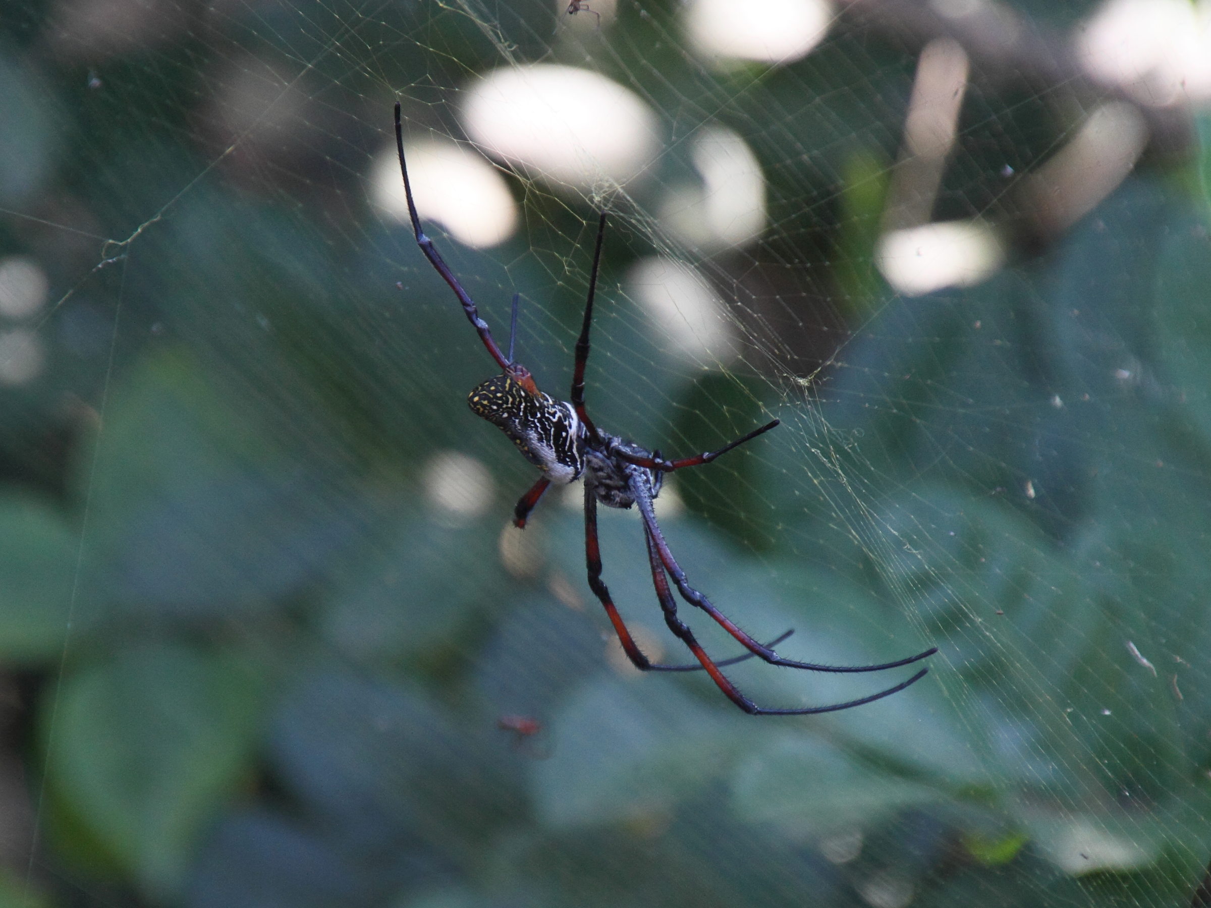 nephila_inaurata_madagascariensis7md