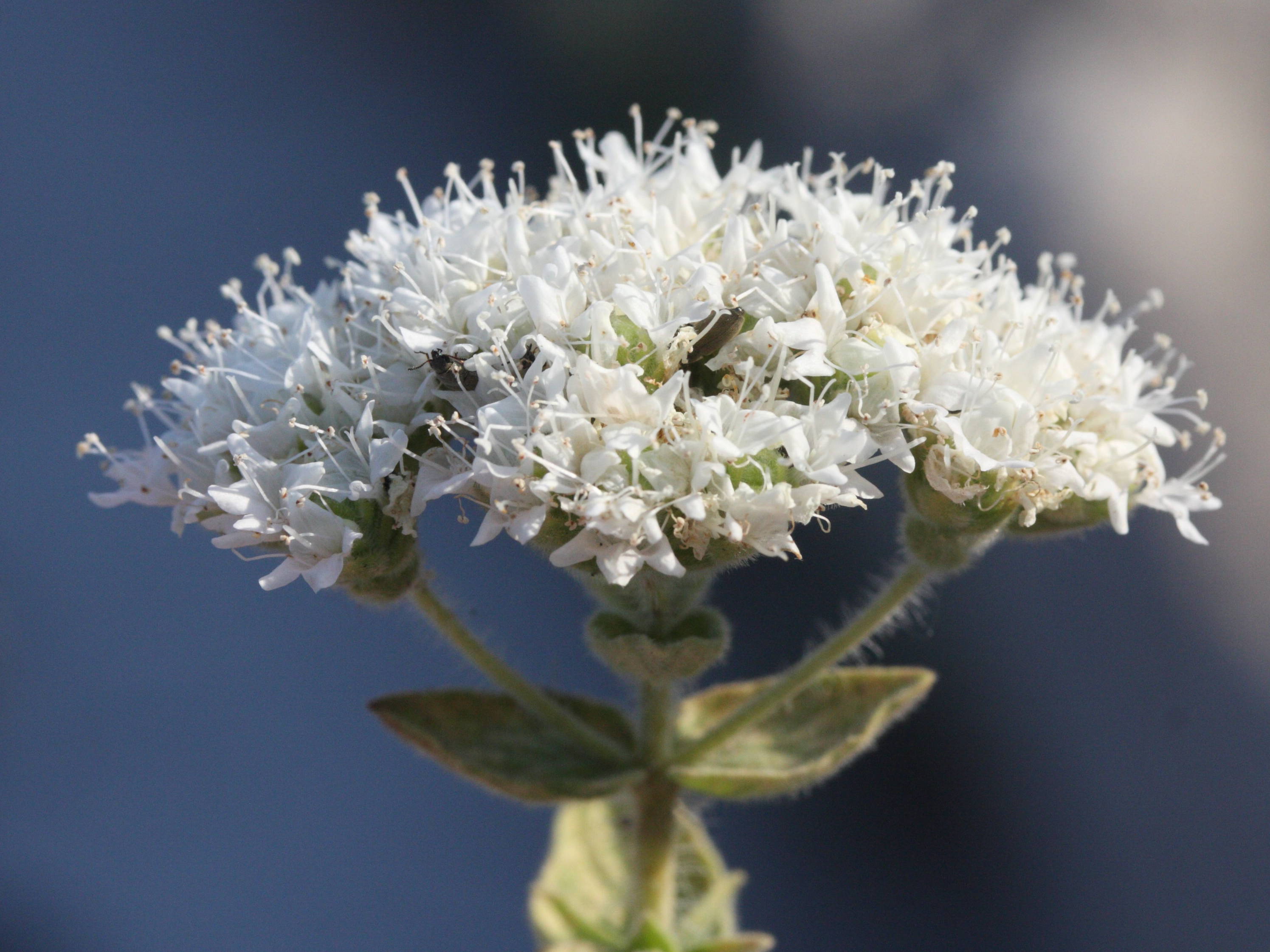 Afficher le média origanum_onites3md origanum_onites3md