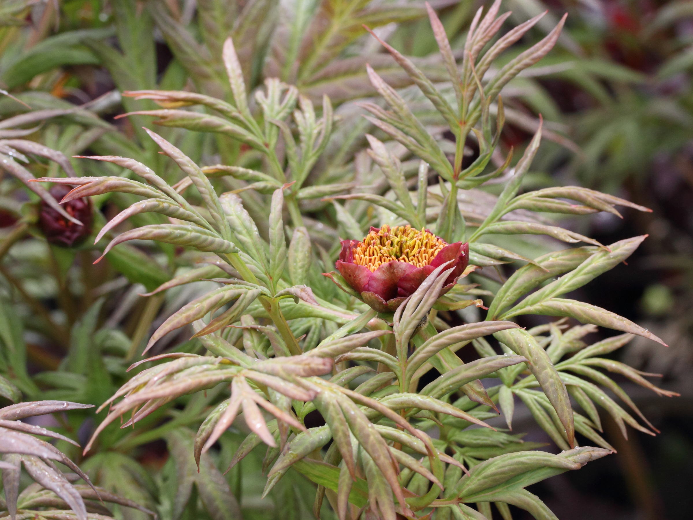 paeonia_delavayi1md