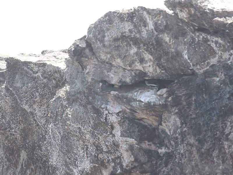 paille_en_queue_a_bec_rouge_-_phaethon_aethereus4bd