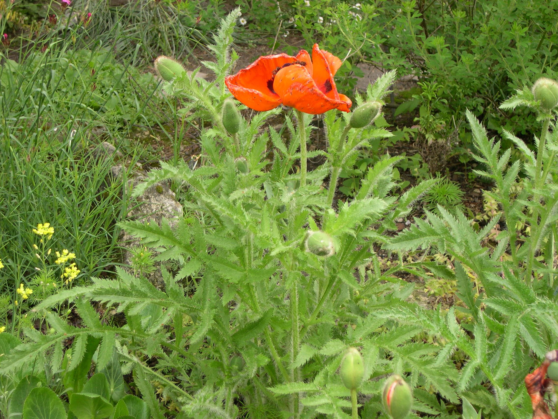 papaver_orientale1md