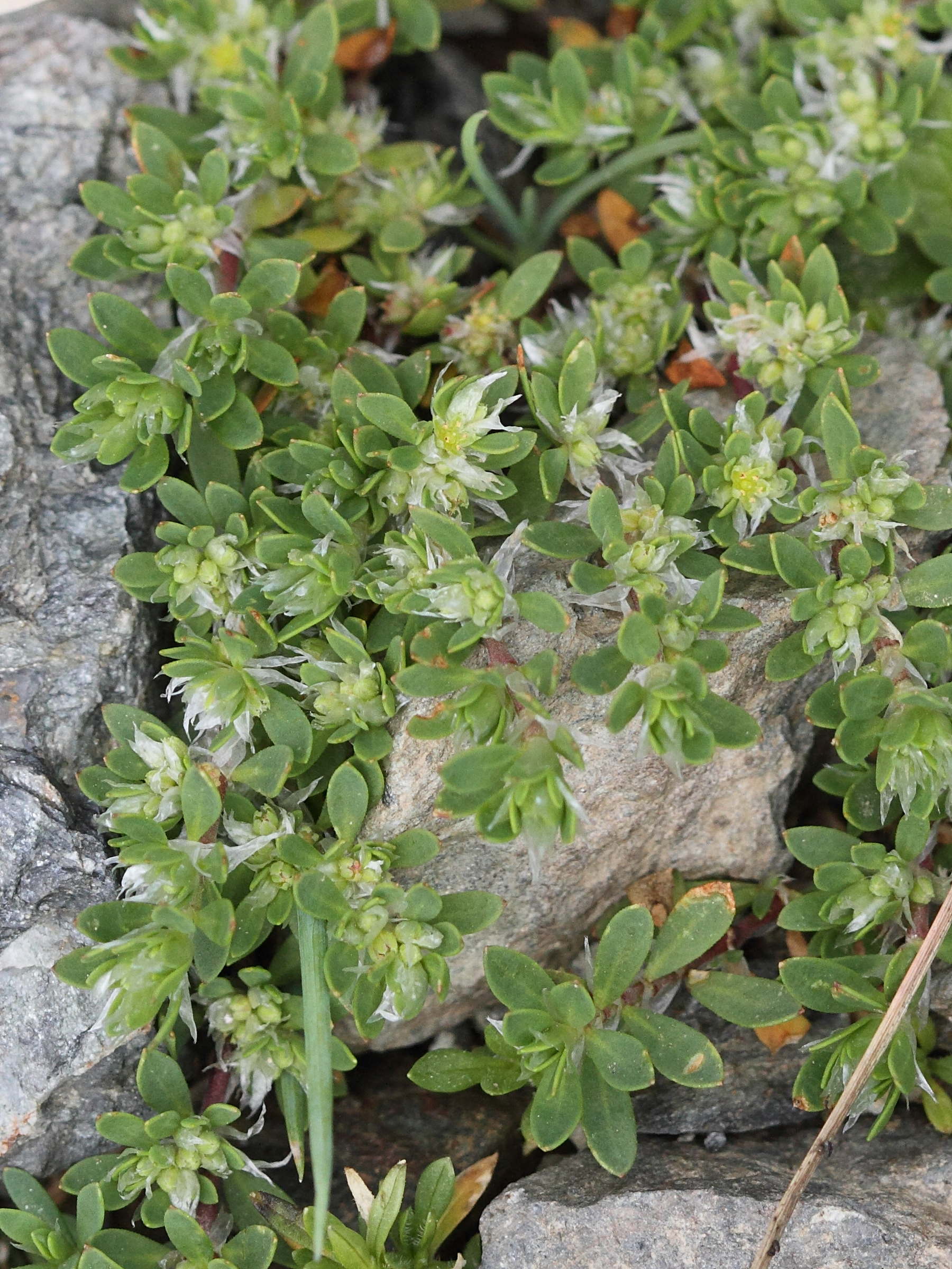Paronychia_polygonifolia