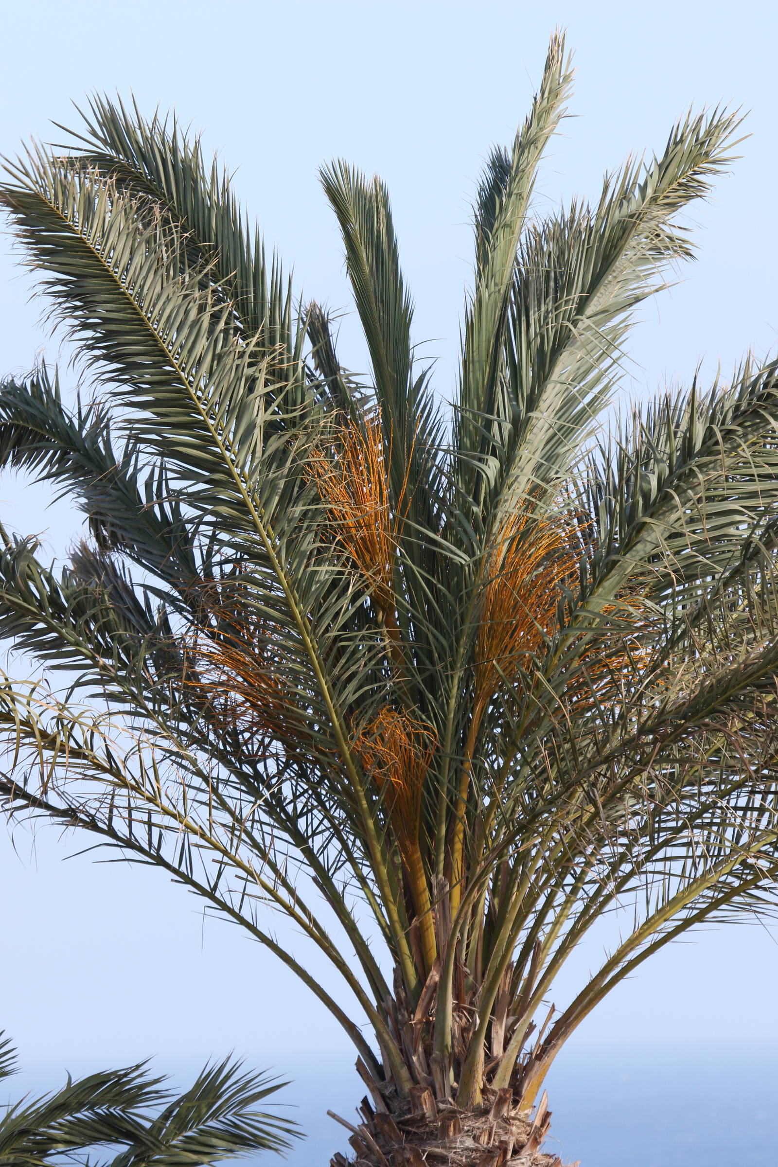 phoenix_canariensis5bd