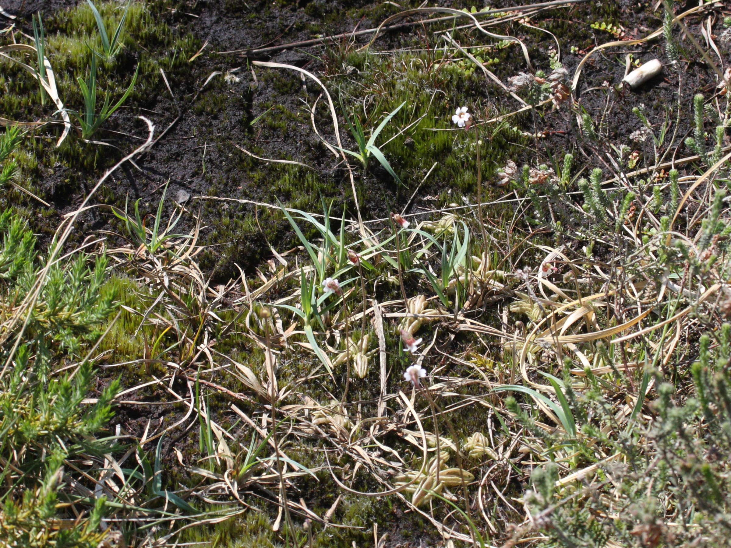 pinguicula_lusitanica1bd