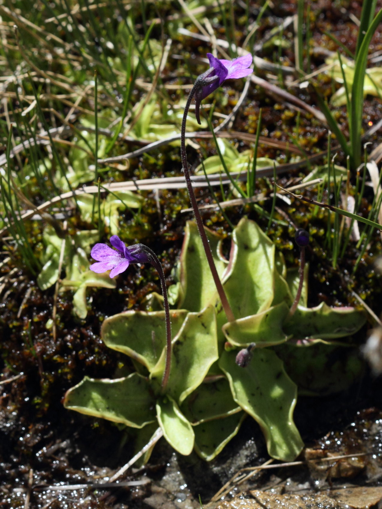 Afficher le média pinguicula_vulgaris5bd pinguicula_vulgaris5bd