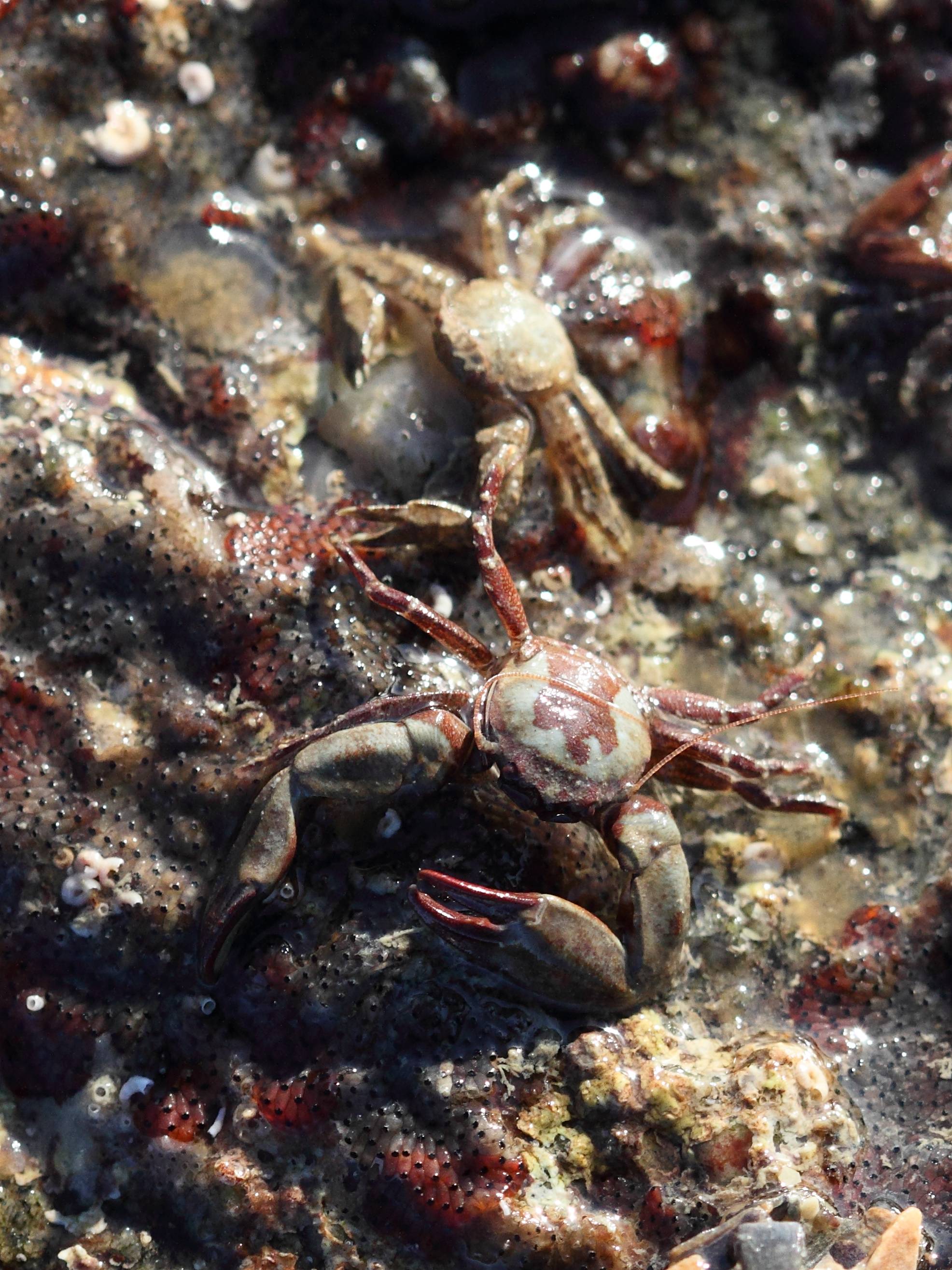 pisidia_longicornis2bd