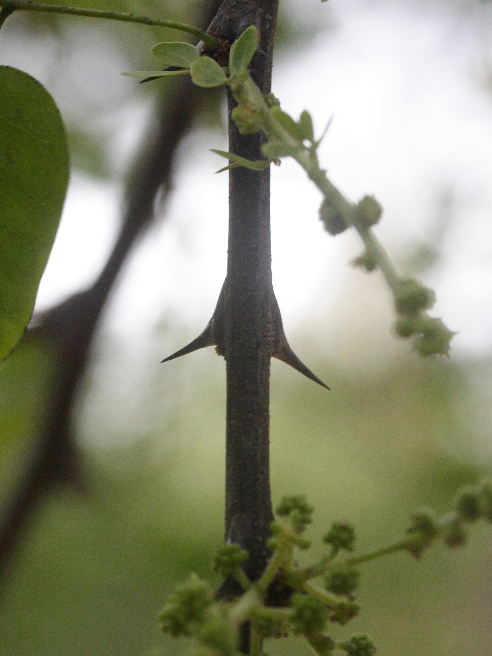 Afficher le média pithecellobium_dulce8md pithecellobium_dulce8md