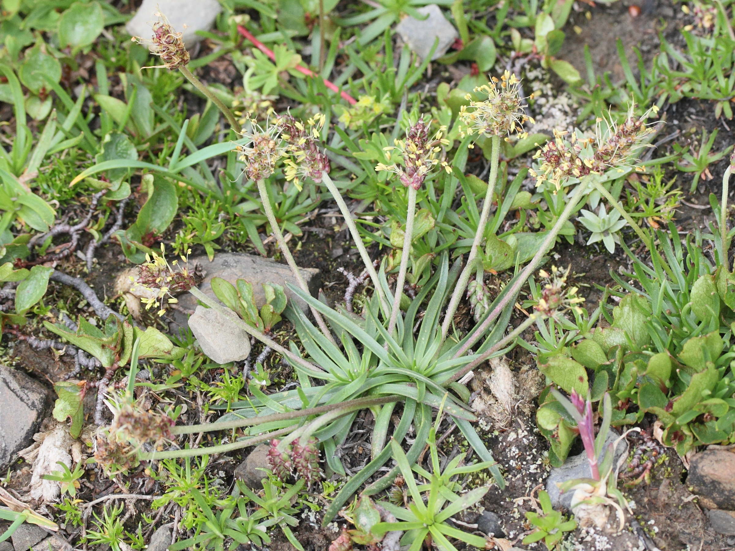 plantago_maritima_serpentina3md