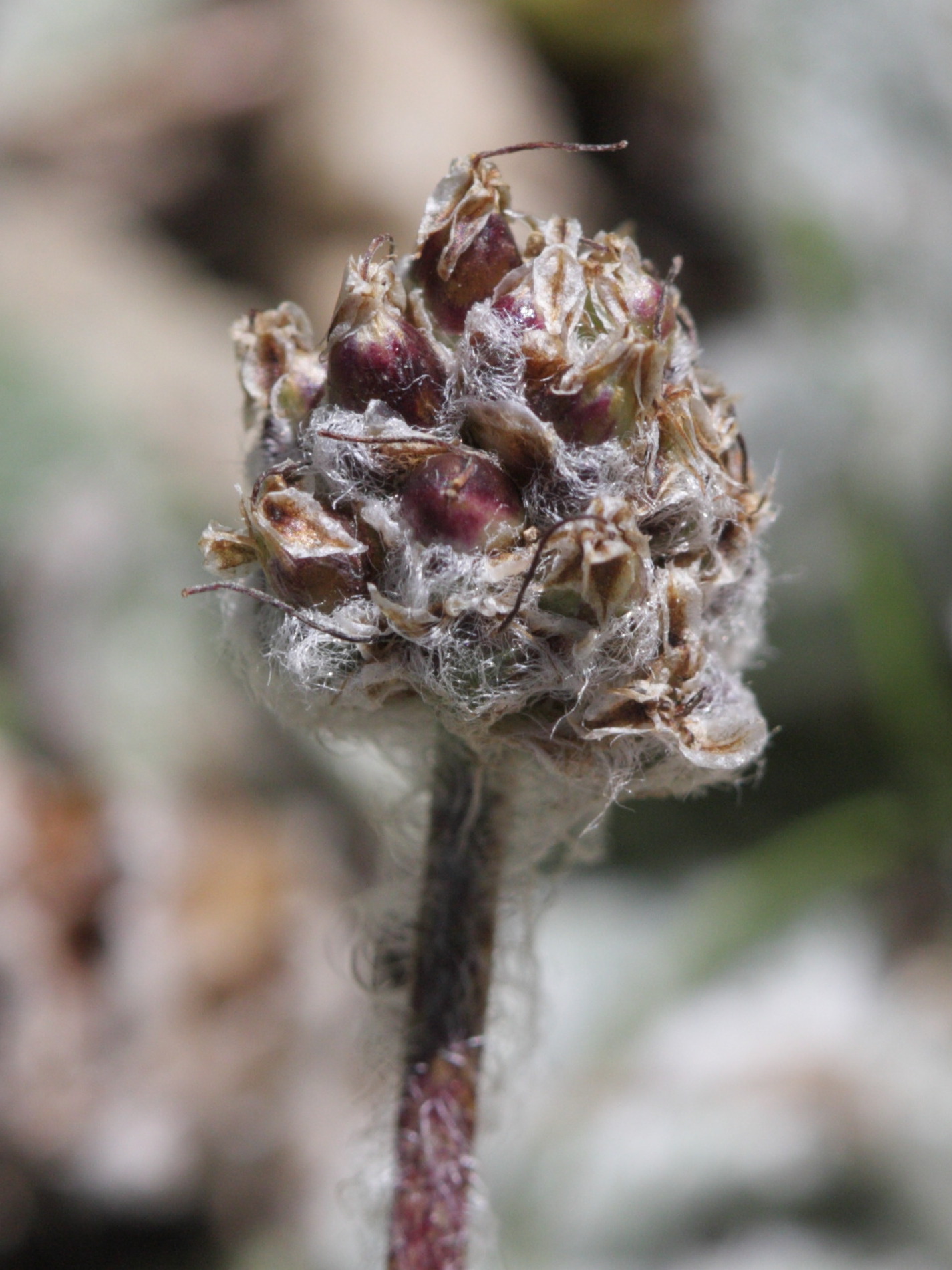 plantago_monosperma4bd