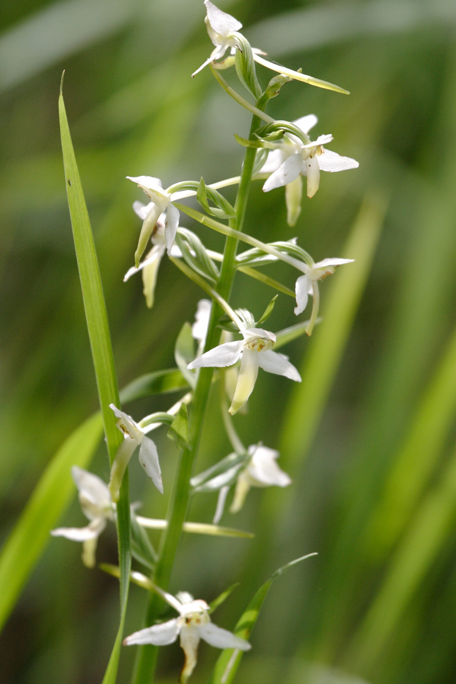 platanthera_bifolia3bd