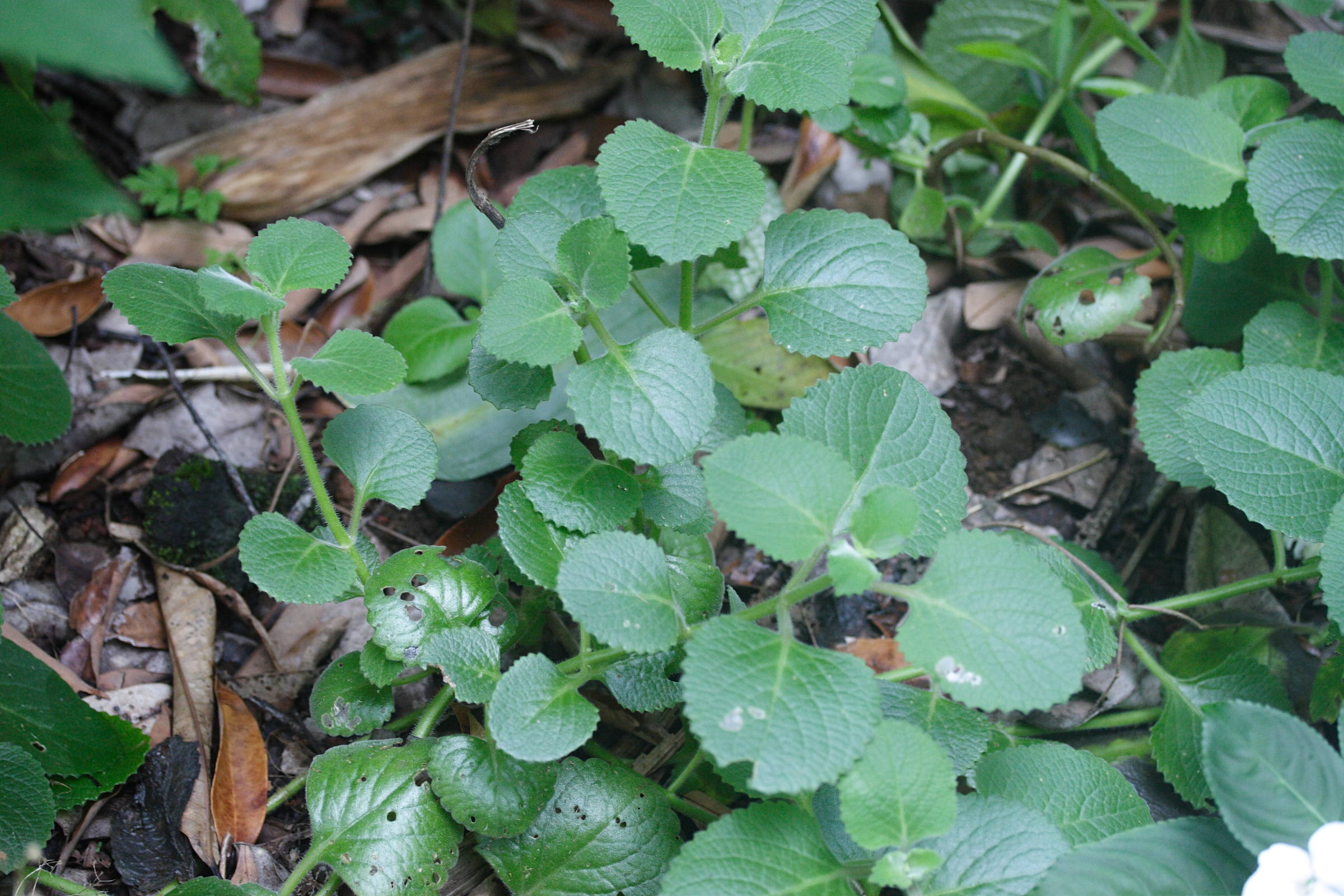 Afficher le média plectranthus_amboinicus1md plectranthus_amboinicus1md