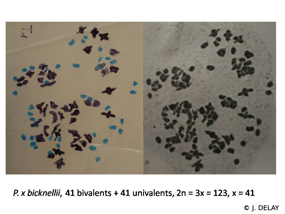 Afficher le média polystichum_x_bicknellii5jd polystichum_x_bicknellii5jd