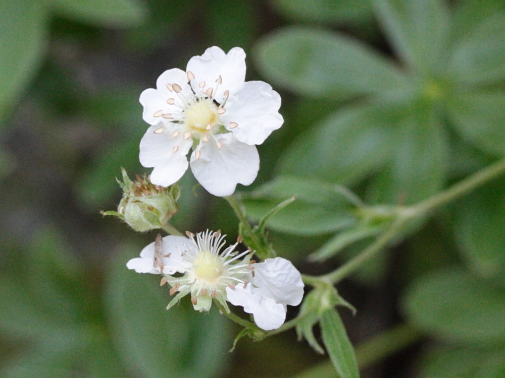 potentilla_alchimilloides2md
