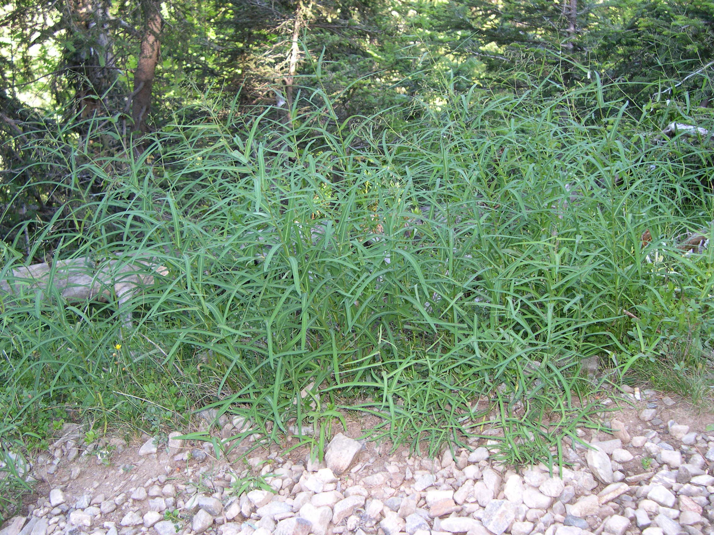 Afficher le média prenanthes_purpurea6md prenanthes_purpurea6md