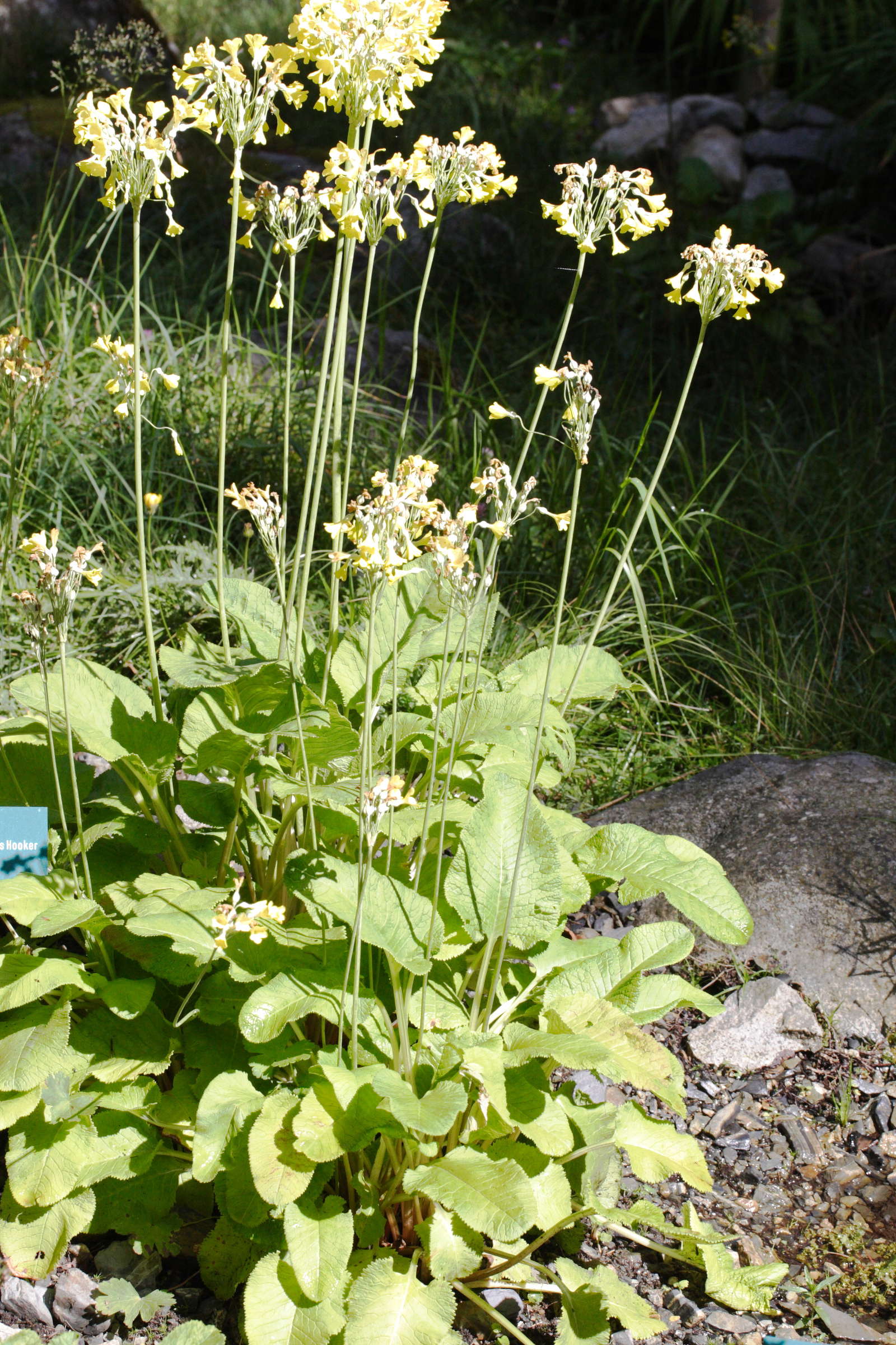 Afficher le média primula_sikkimensis1md primula_sikkimensis1md