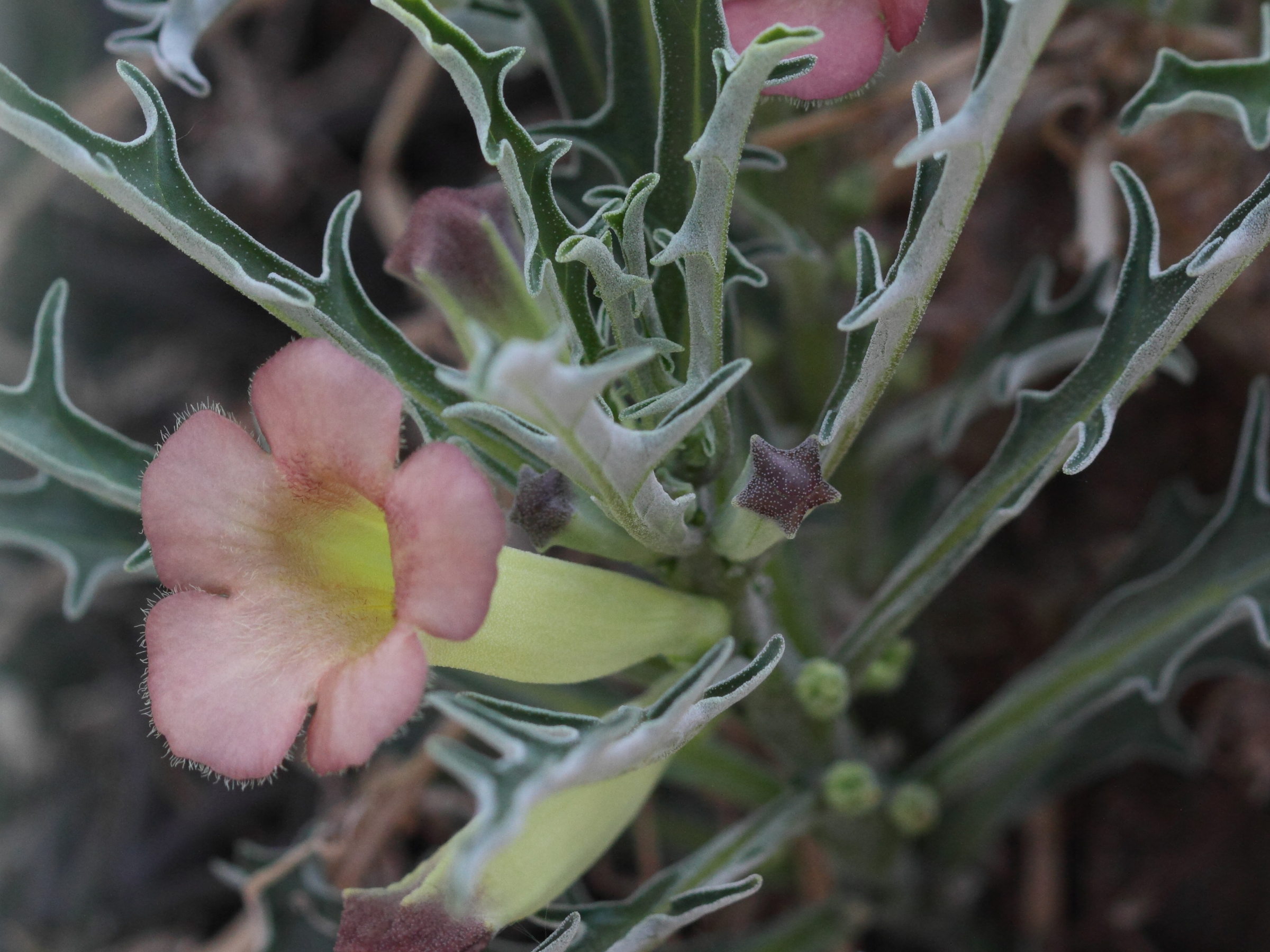 Afficher le média pterodiscus_speciosus1bd pterodiscus_speciosus1bd