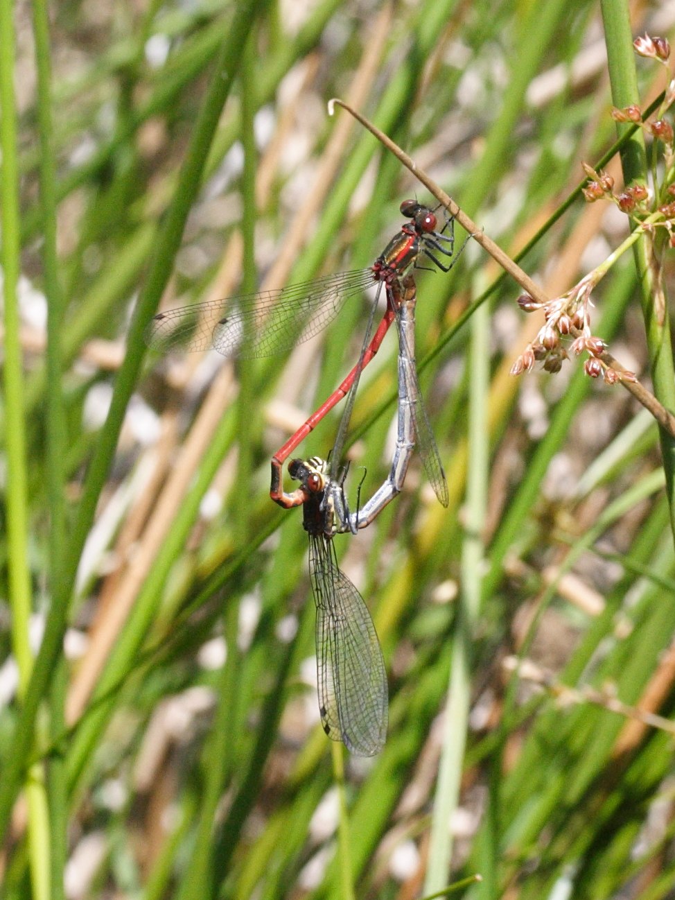 Afficher le média pyrrhosoma_nymphula1bmd pyrrhosoma_nymphula1bmd