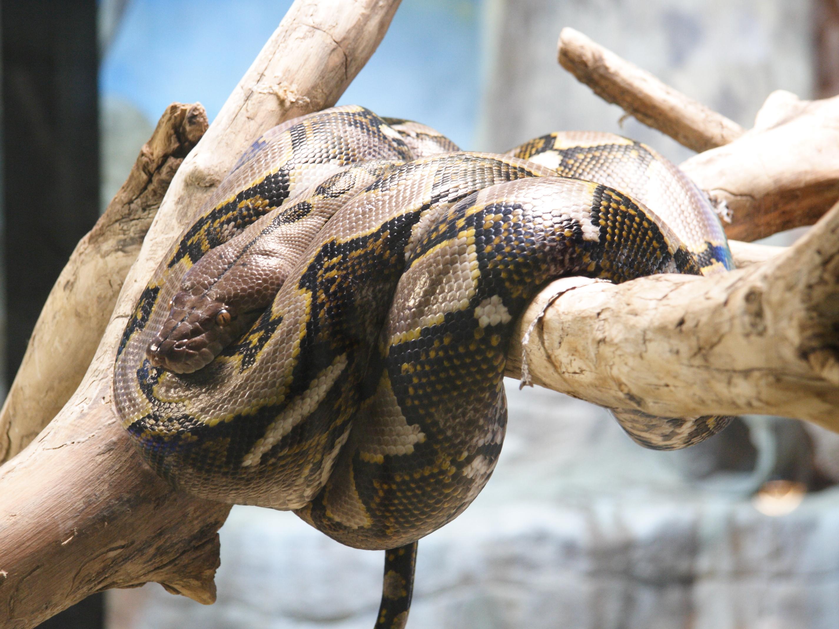 python_reticulatus3md