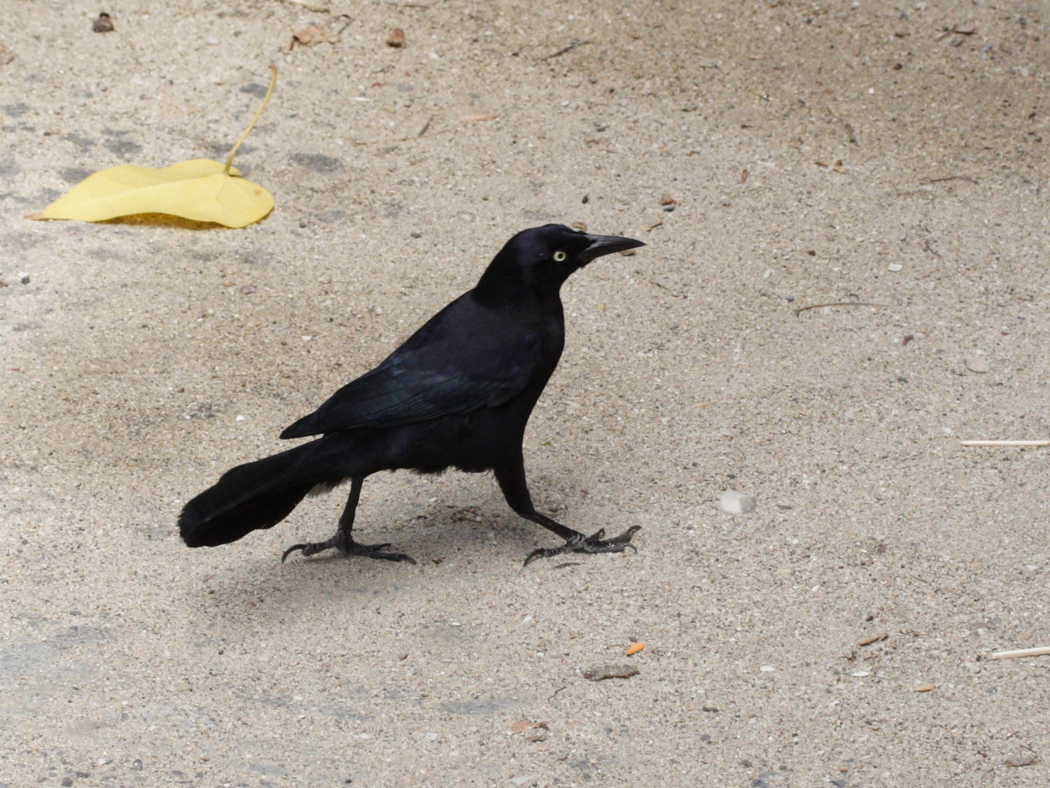 quiscale_merle_-_quiscalus_lugubris1md