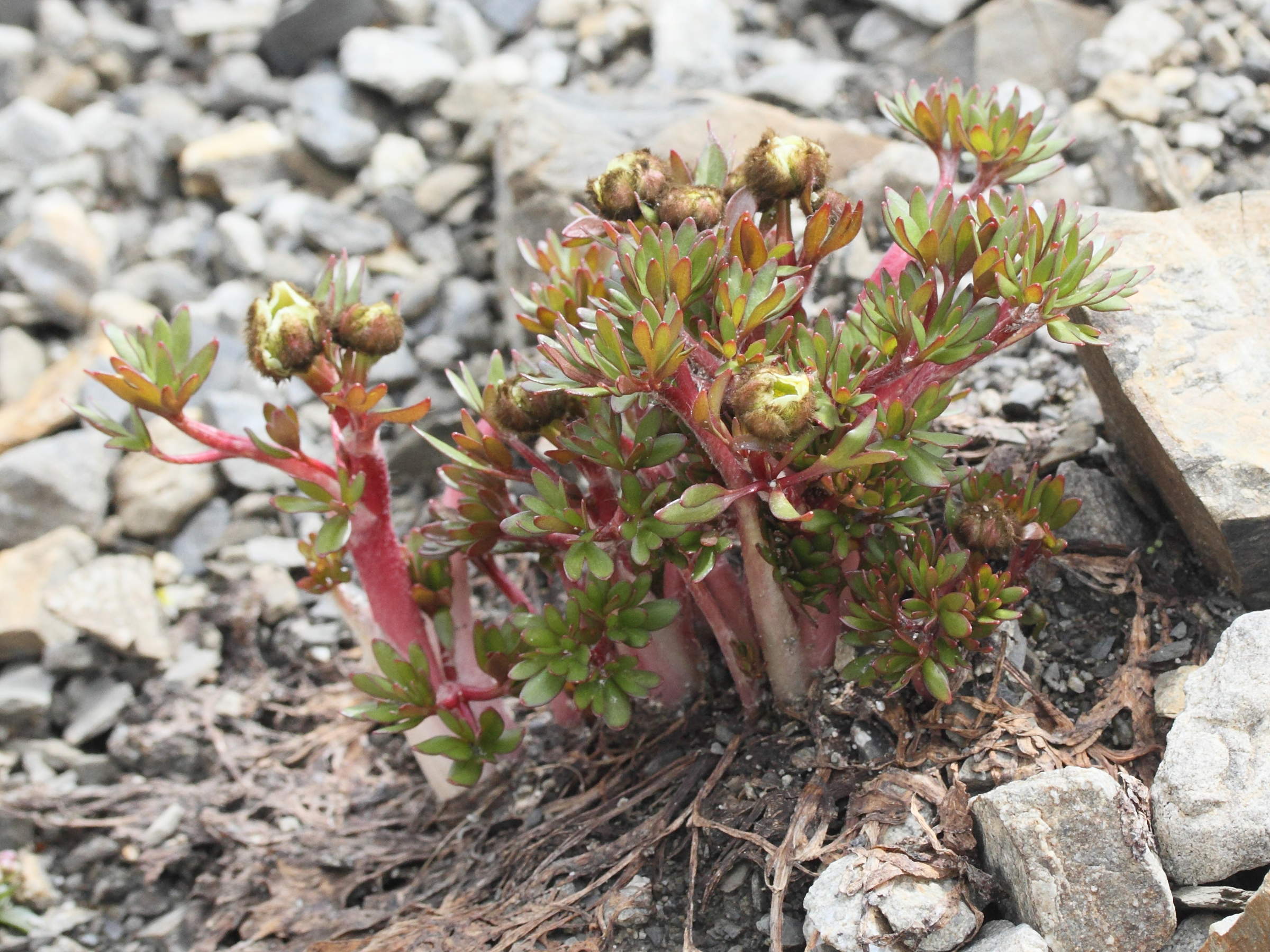 ranunculus_glacialis5md