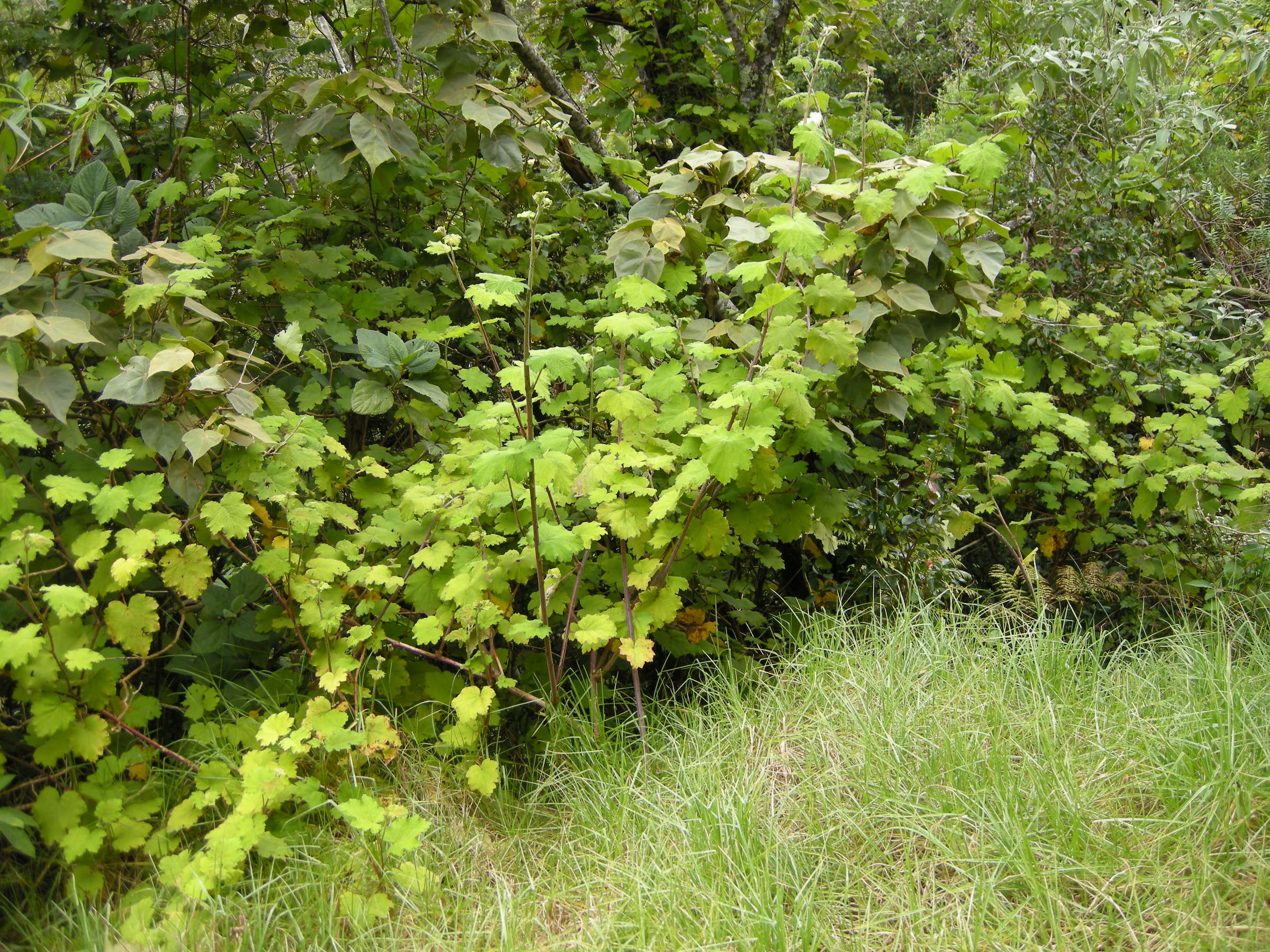 rubus_alceifolius1md