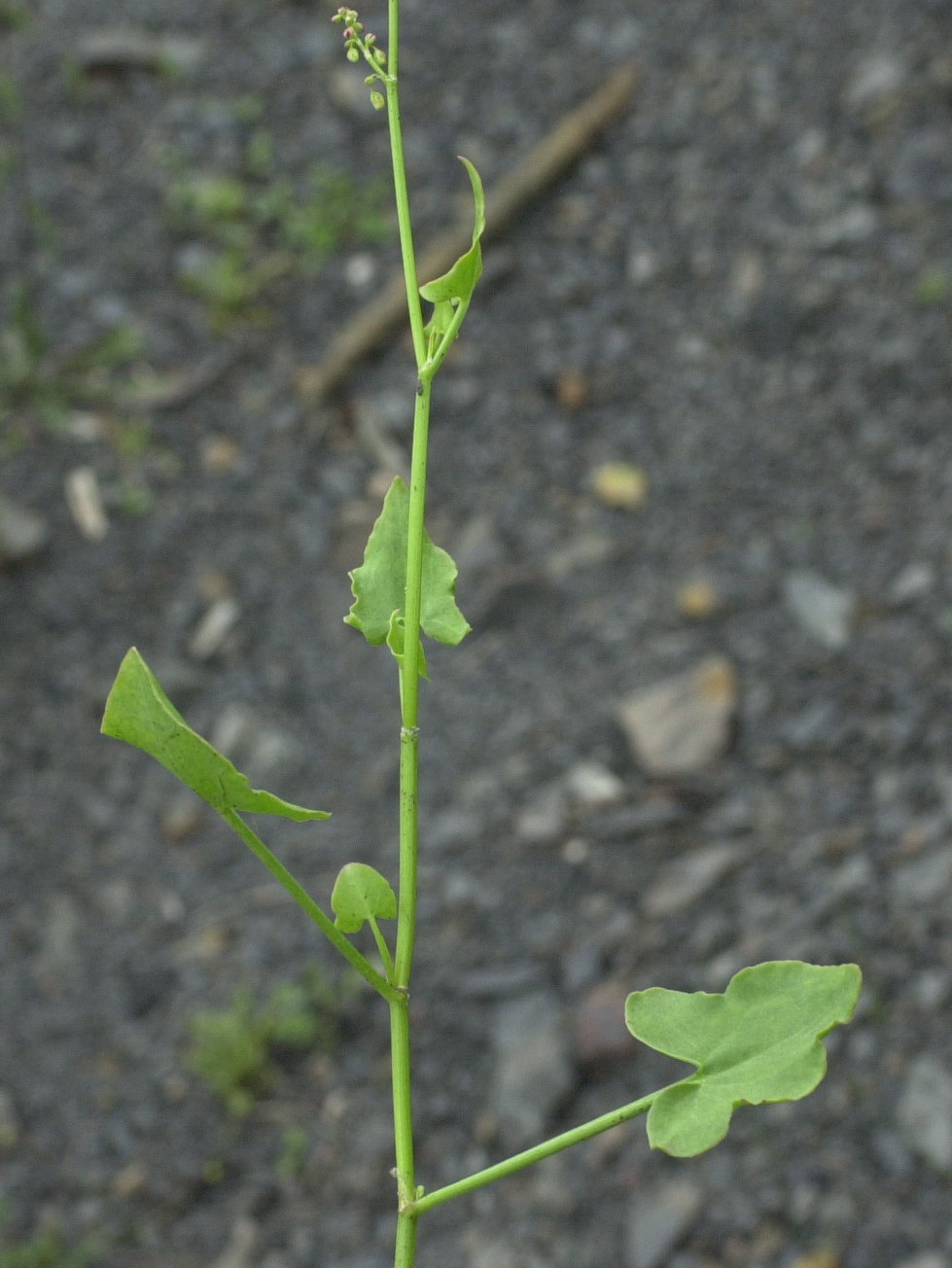 rumex_scutatus2md
