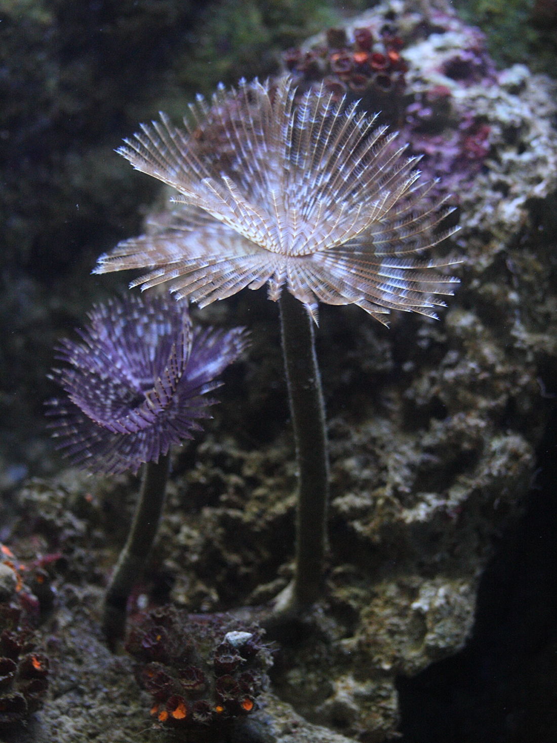 sabellastarte_magnifica1md