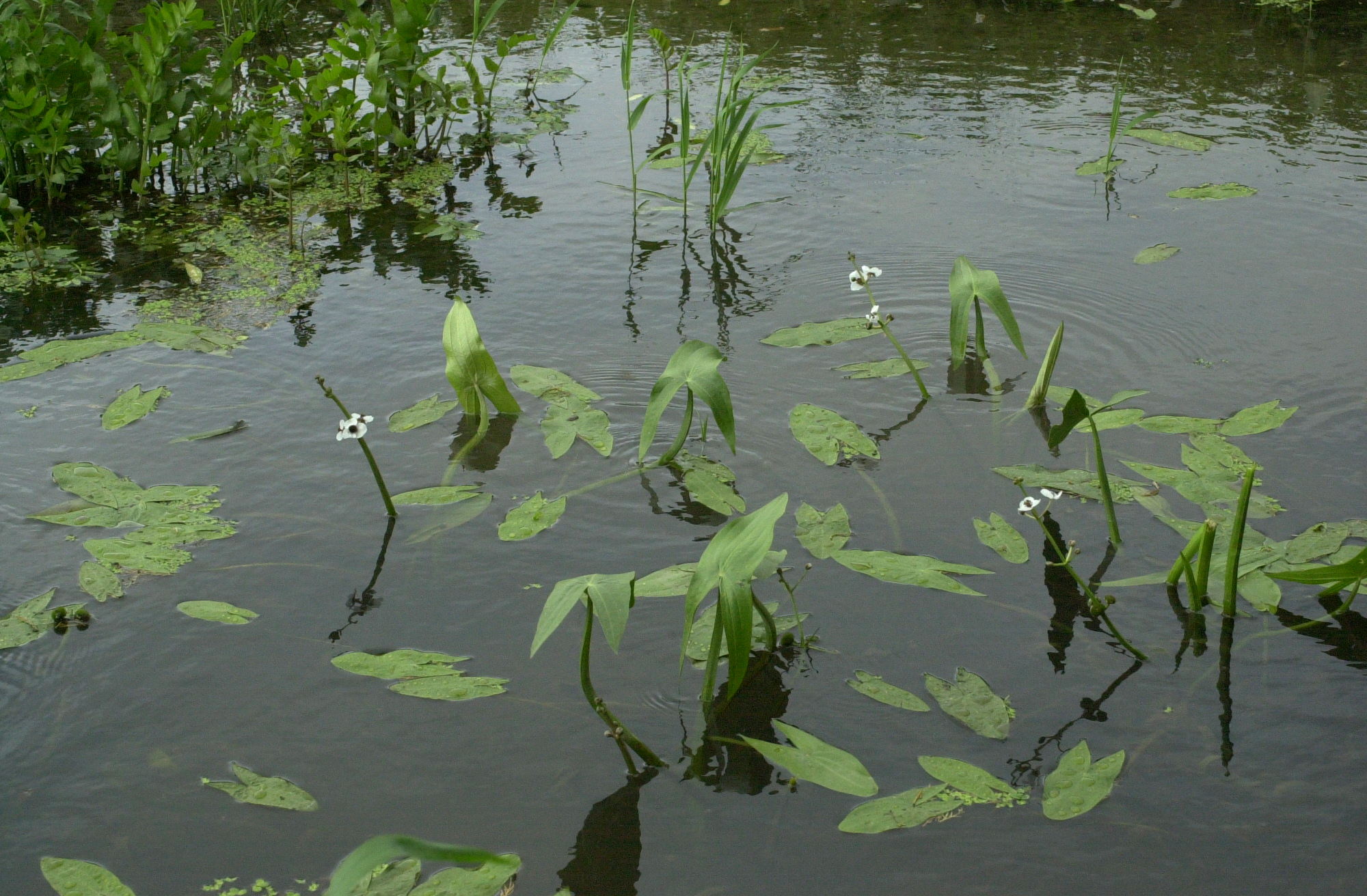 Sagitta_sagittifolia
