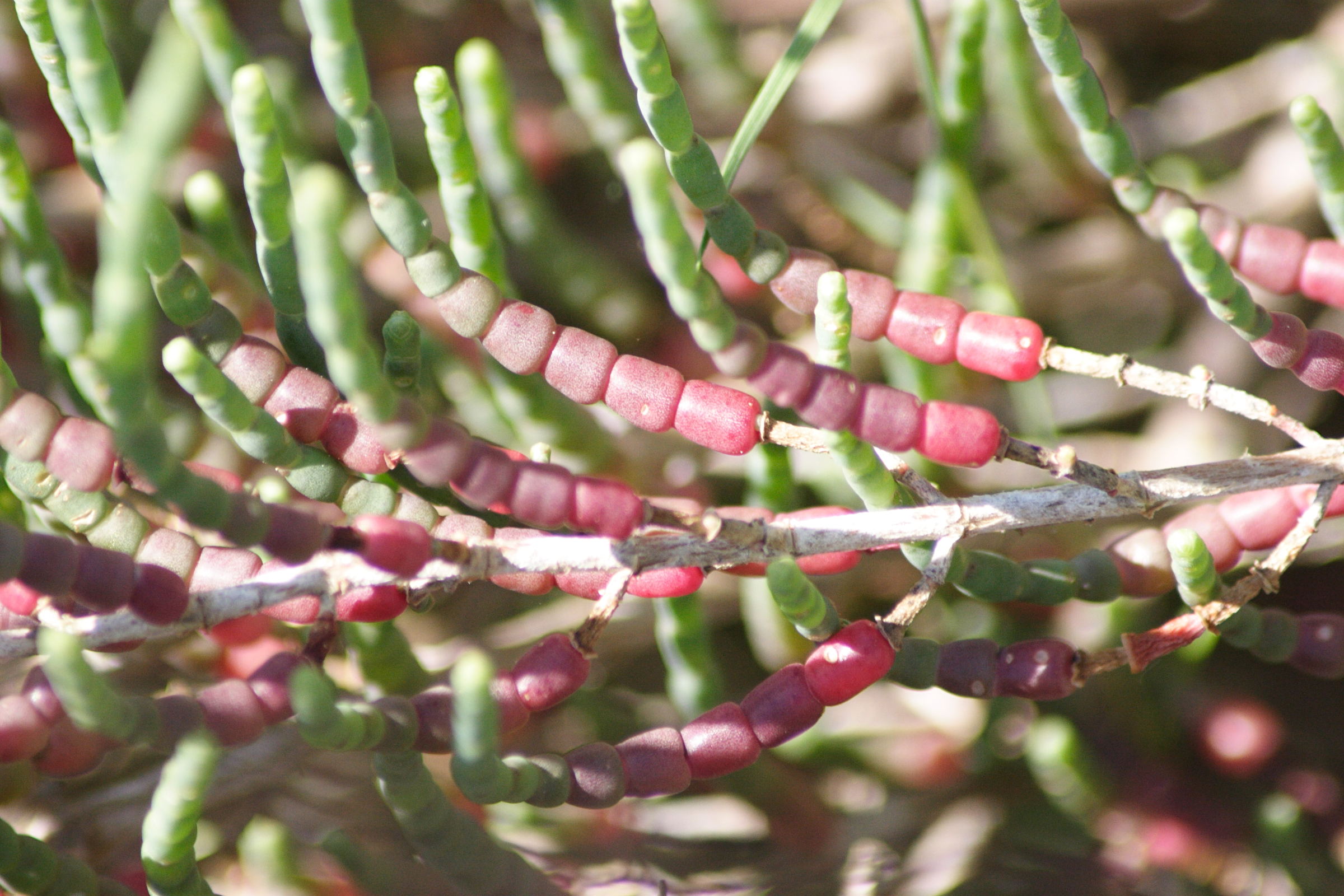 Afficher le média sarcocornia_fruticosa3md sarcocornia_fruticosa3md