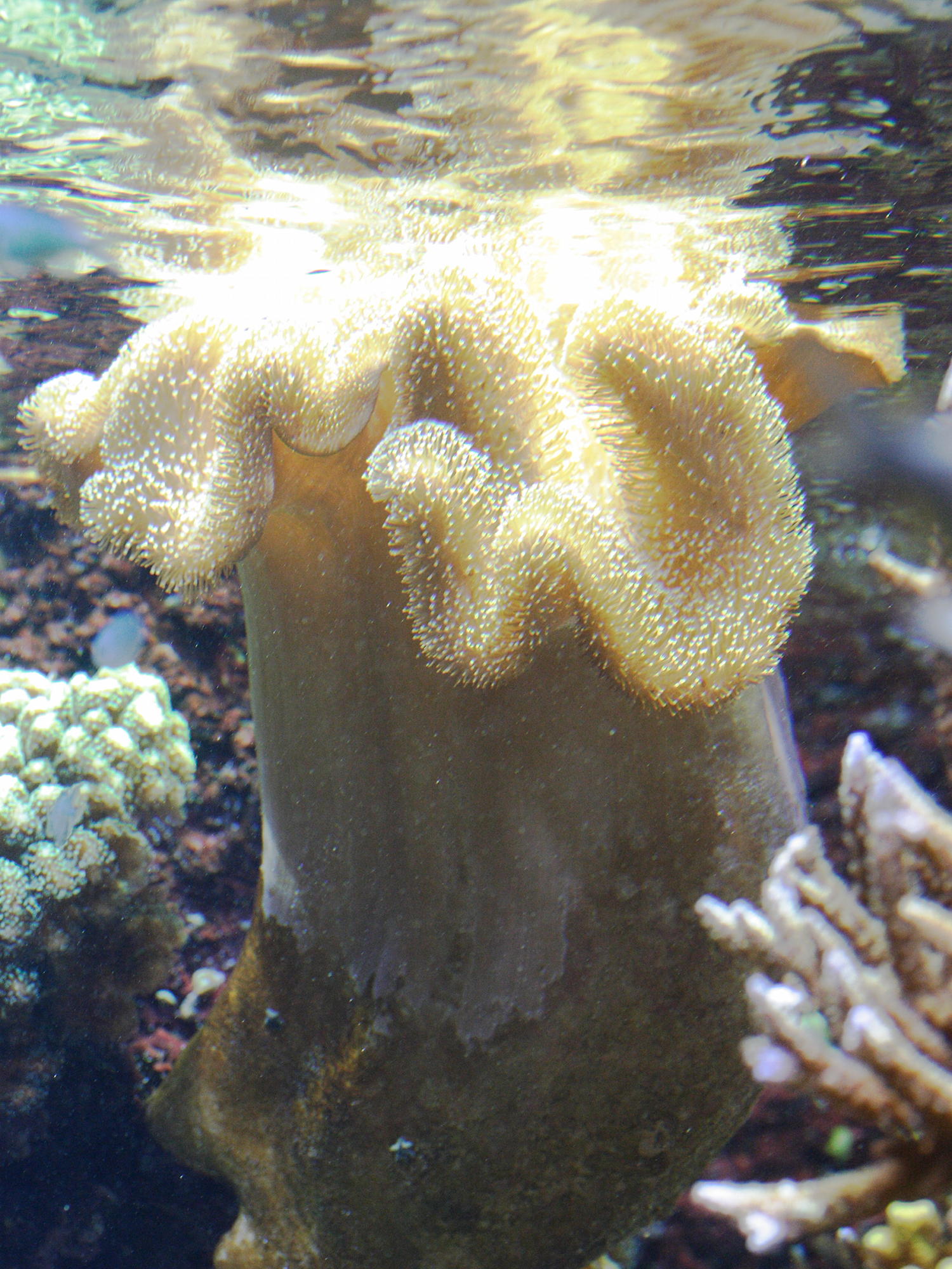 sarcophyton_trocheliophorum2md