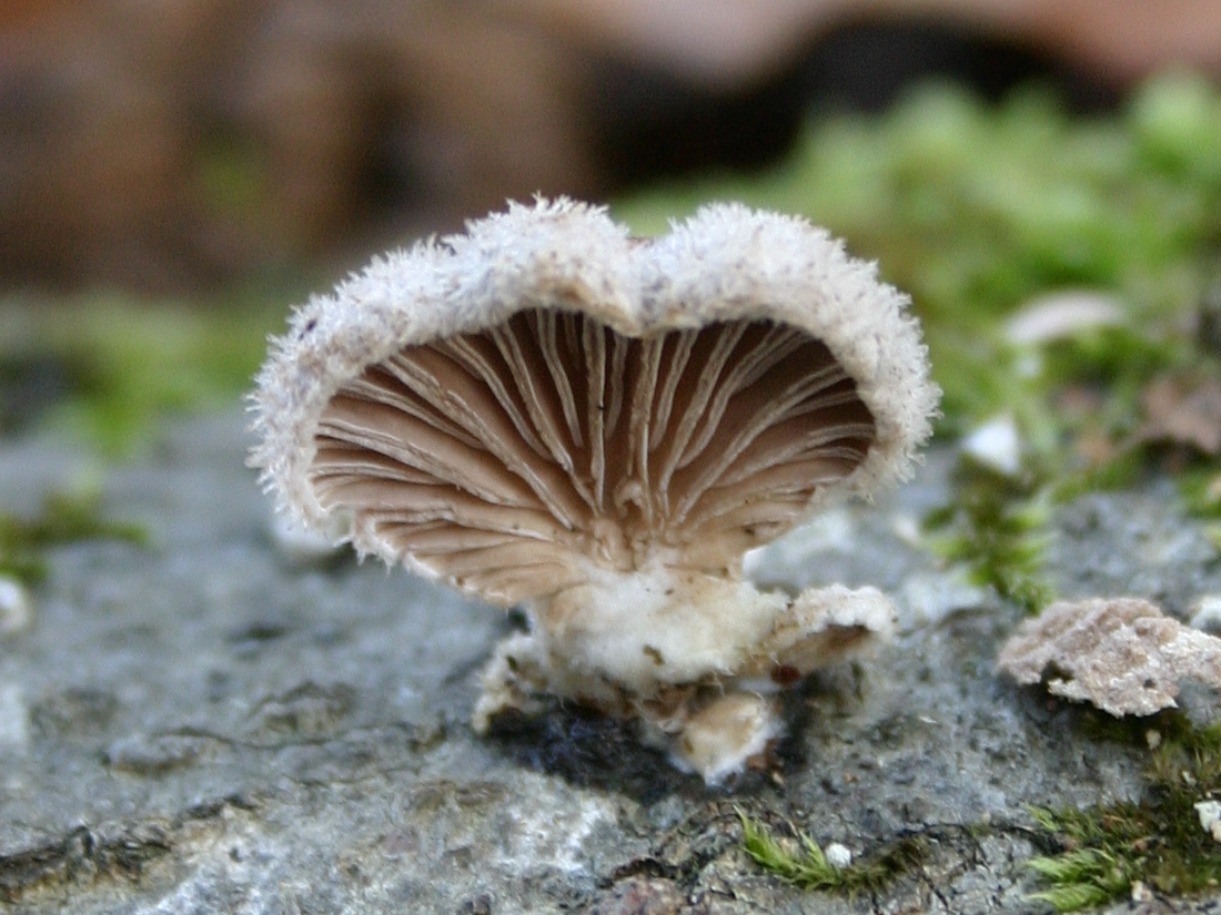 Afficher le média schizophyllum_commune1sd schizophyllum_commune1sd