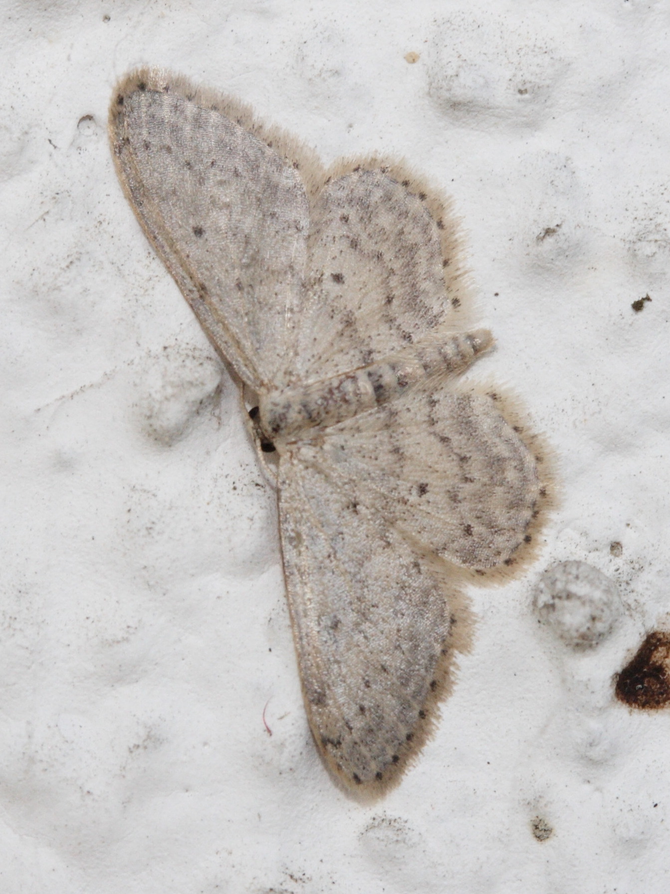 Scopula_marginepunctata