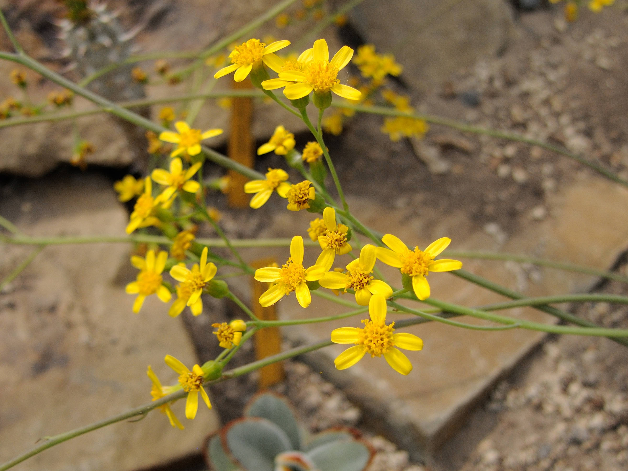 senecio_crassissimus2md