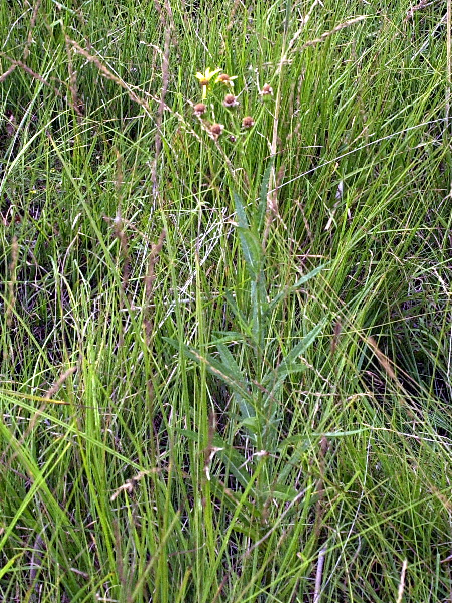 senecio_paludosus1md