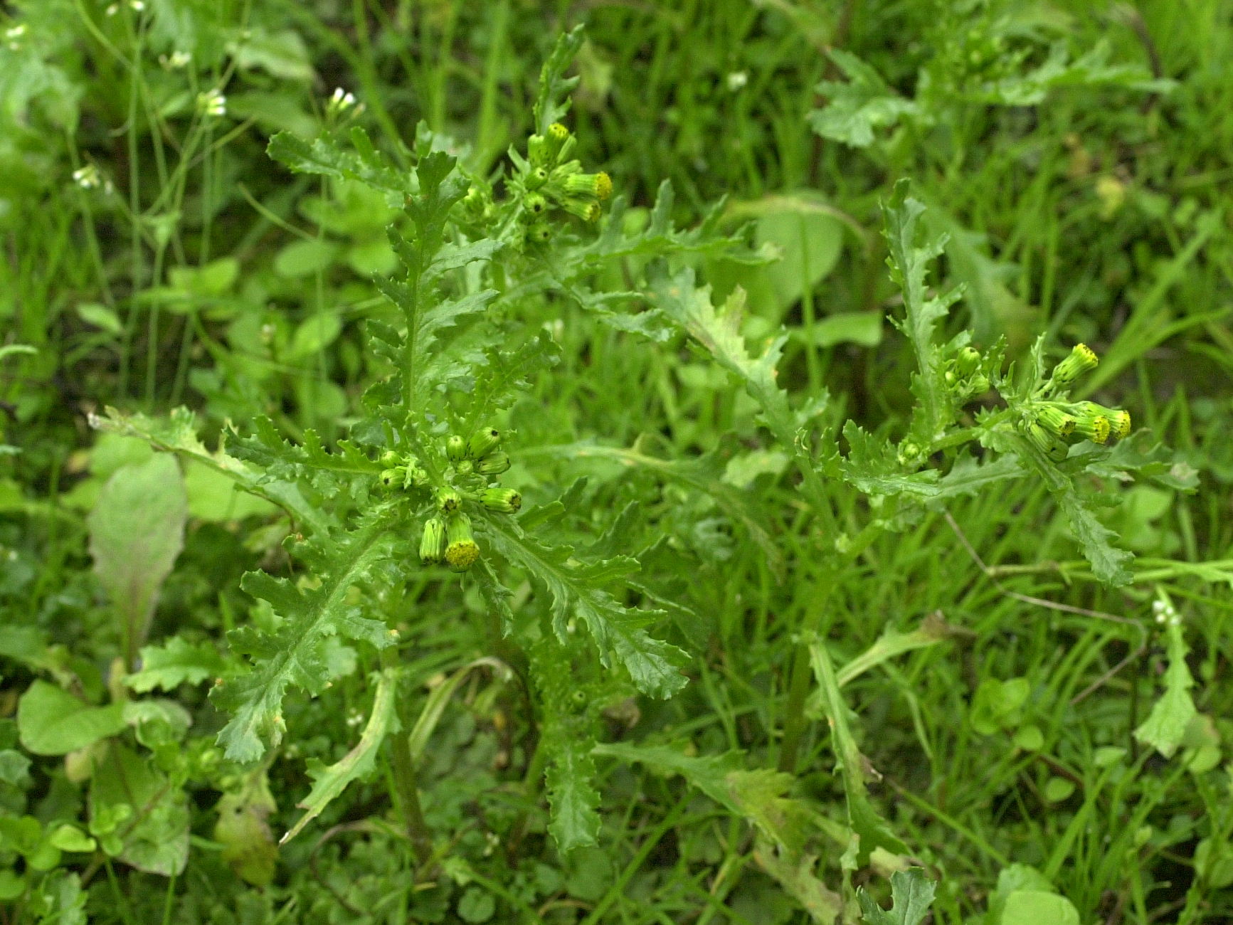 Senecio_vulgaris