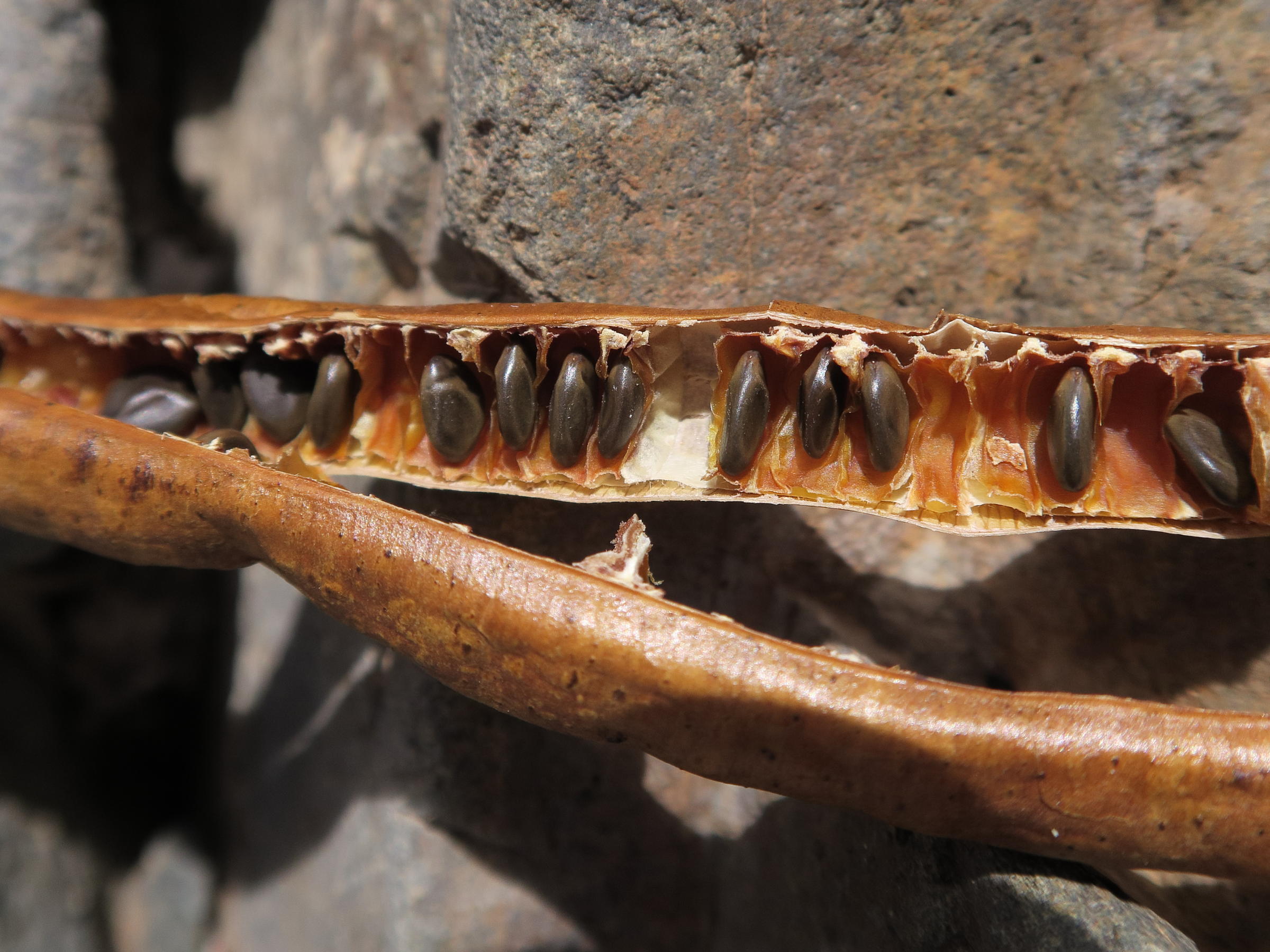 senna_bicapsularis4md