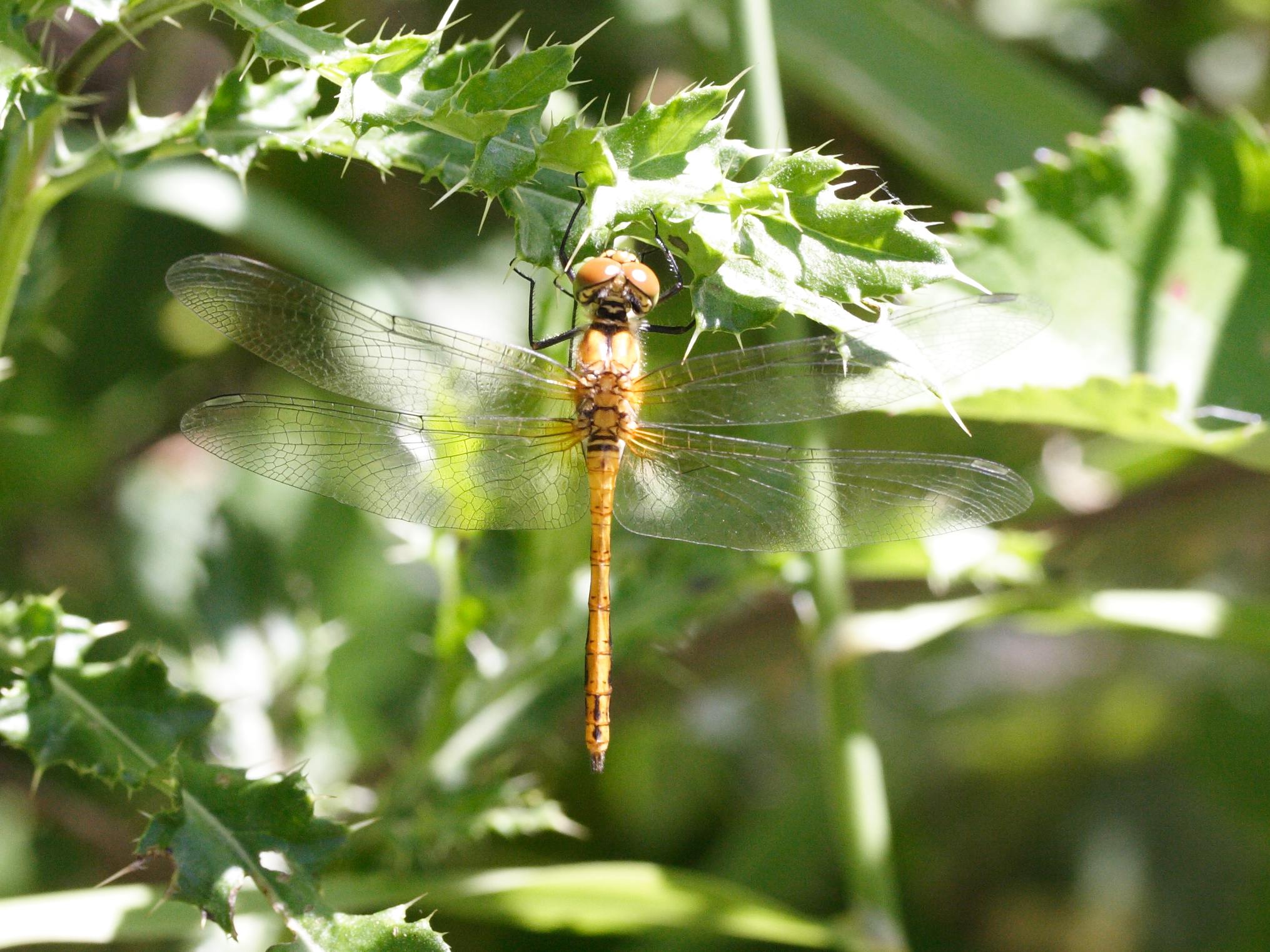 Afficher le média sympetrum_sanguineum5md sympetrum_sanguineum5md