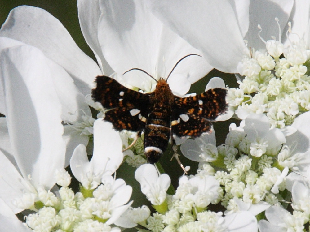 thyris_fenestrella2bd