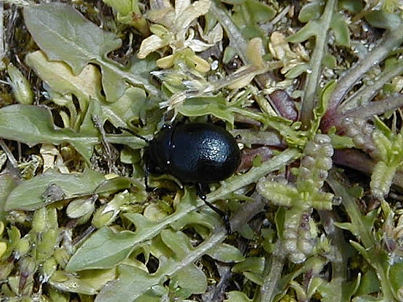 Afficher le média timarcha_goettingensis2md timarcha_goettingensis2md