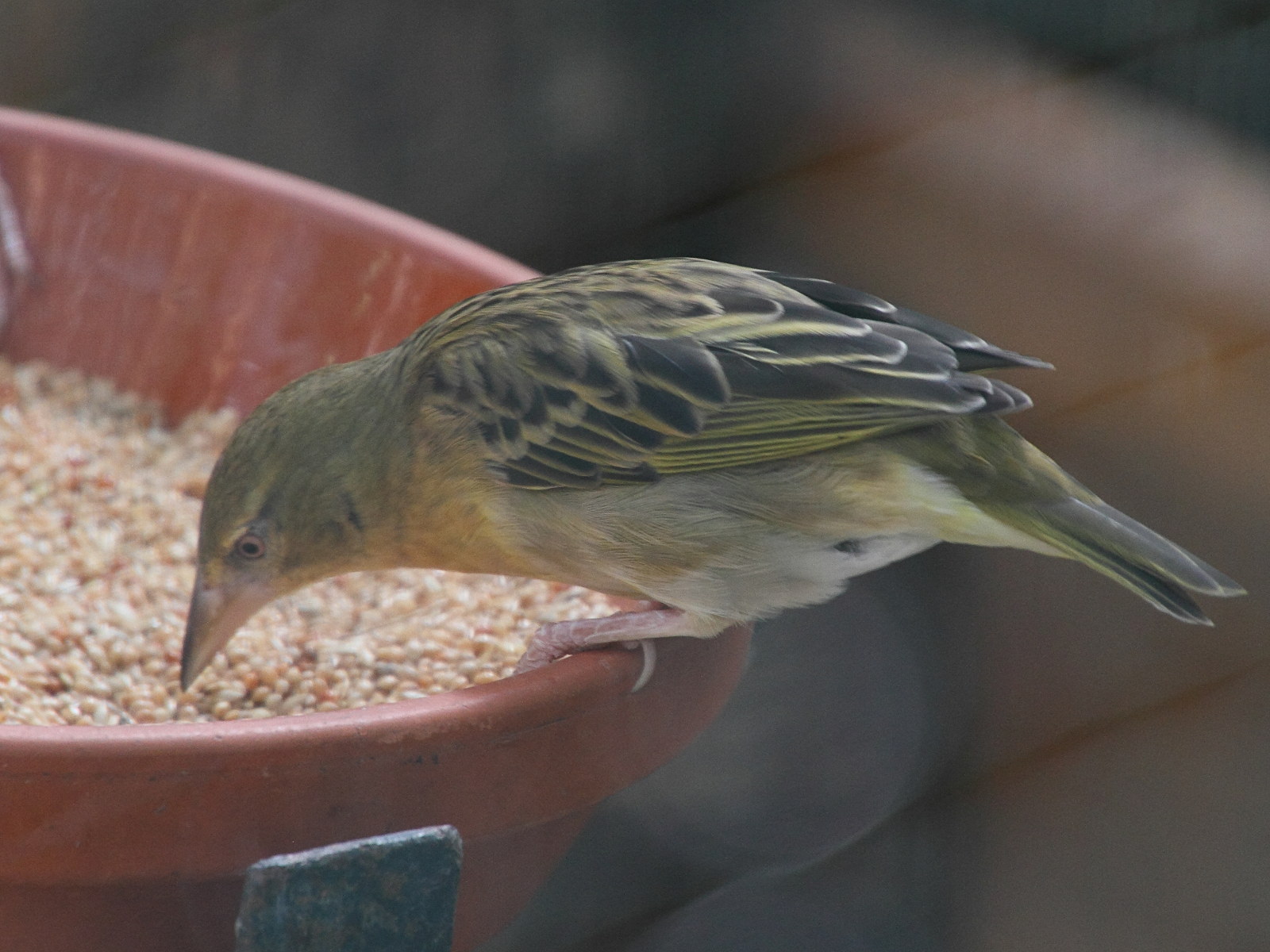 tisserin_de_speke_-_ploceus_spekei3md