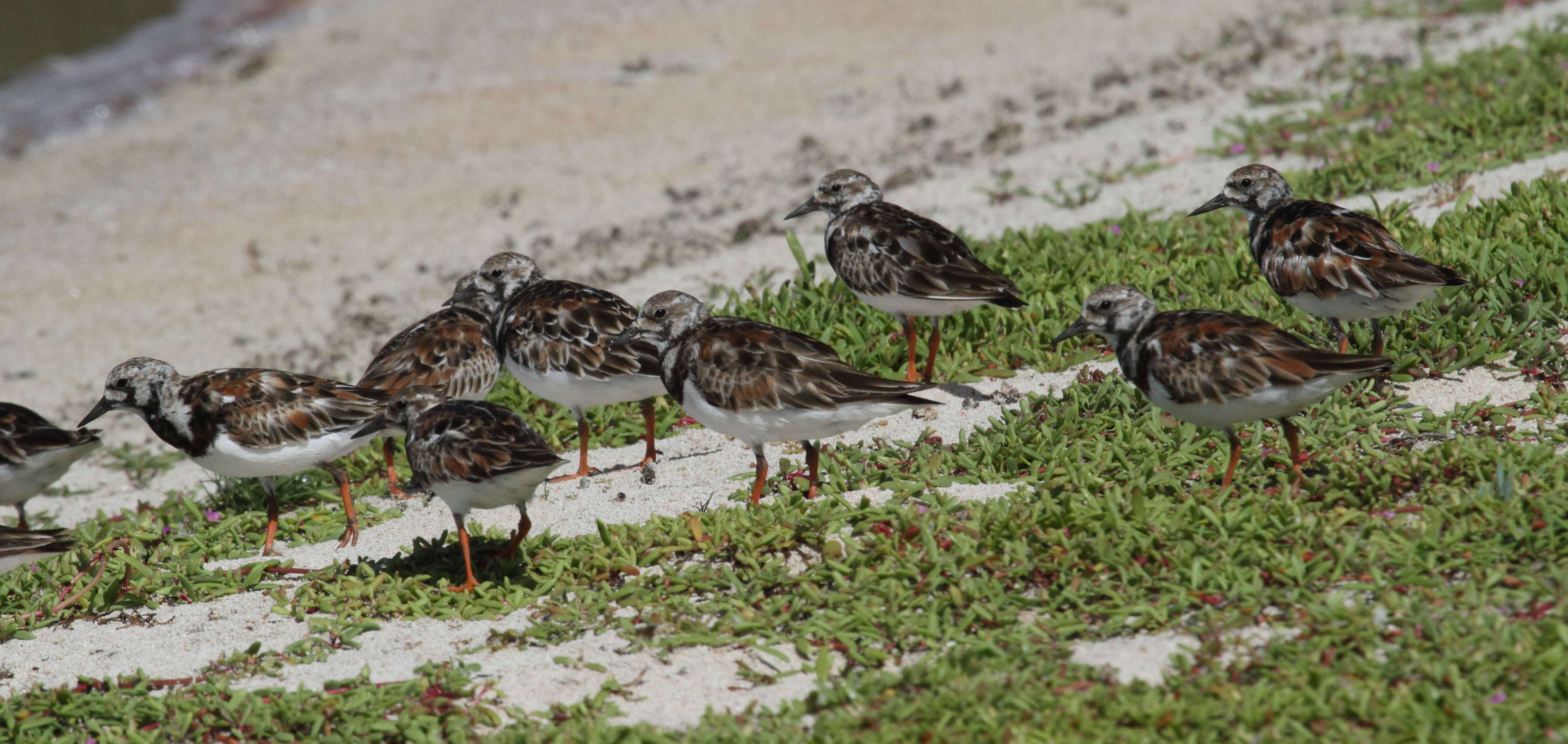 tournepierre_a_collier_-_arenaria_interpres8bd