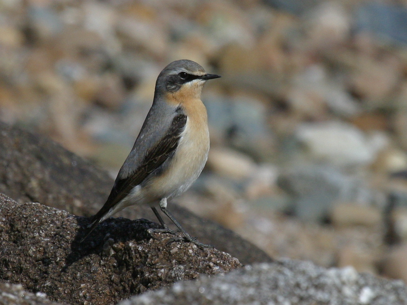 traquet_motteux_-_oenanthe_oenanthe7bd